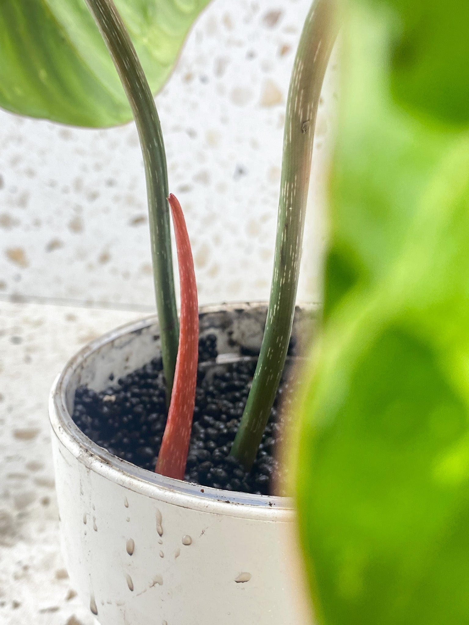 Philodendron Gloriosum 'Snow Leopard' Variegated 2 leaves 1 sprout