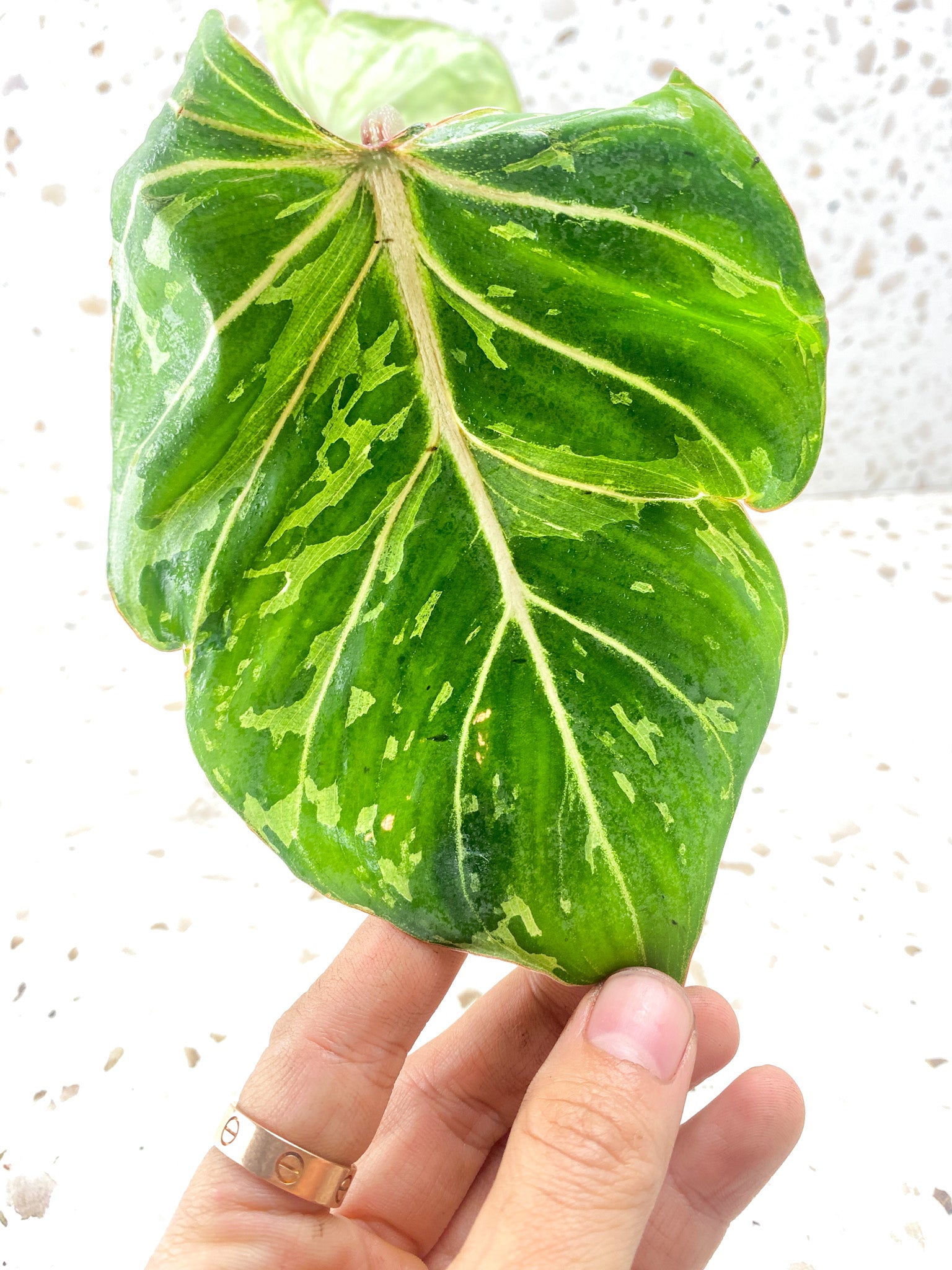 Philodendron Gloriosum 'Snow Leopard' Variegated 2 leaves 1 sprout