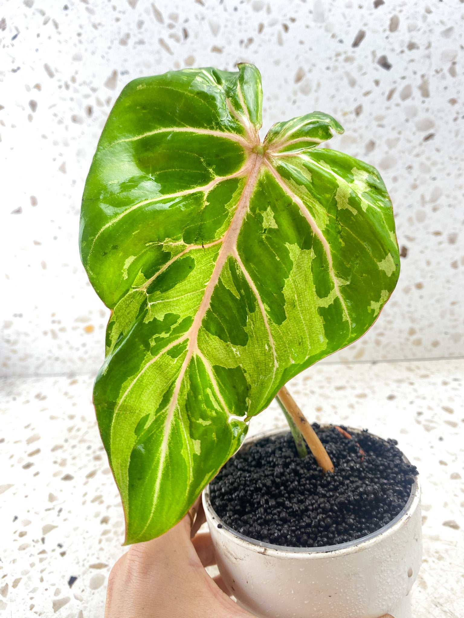 Philodendron Gloriosum 'Snow Leopard' Variegated 2 leaves 1 sprout Top Cutting