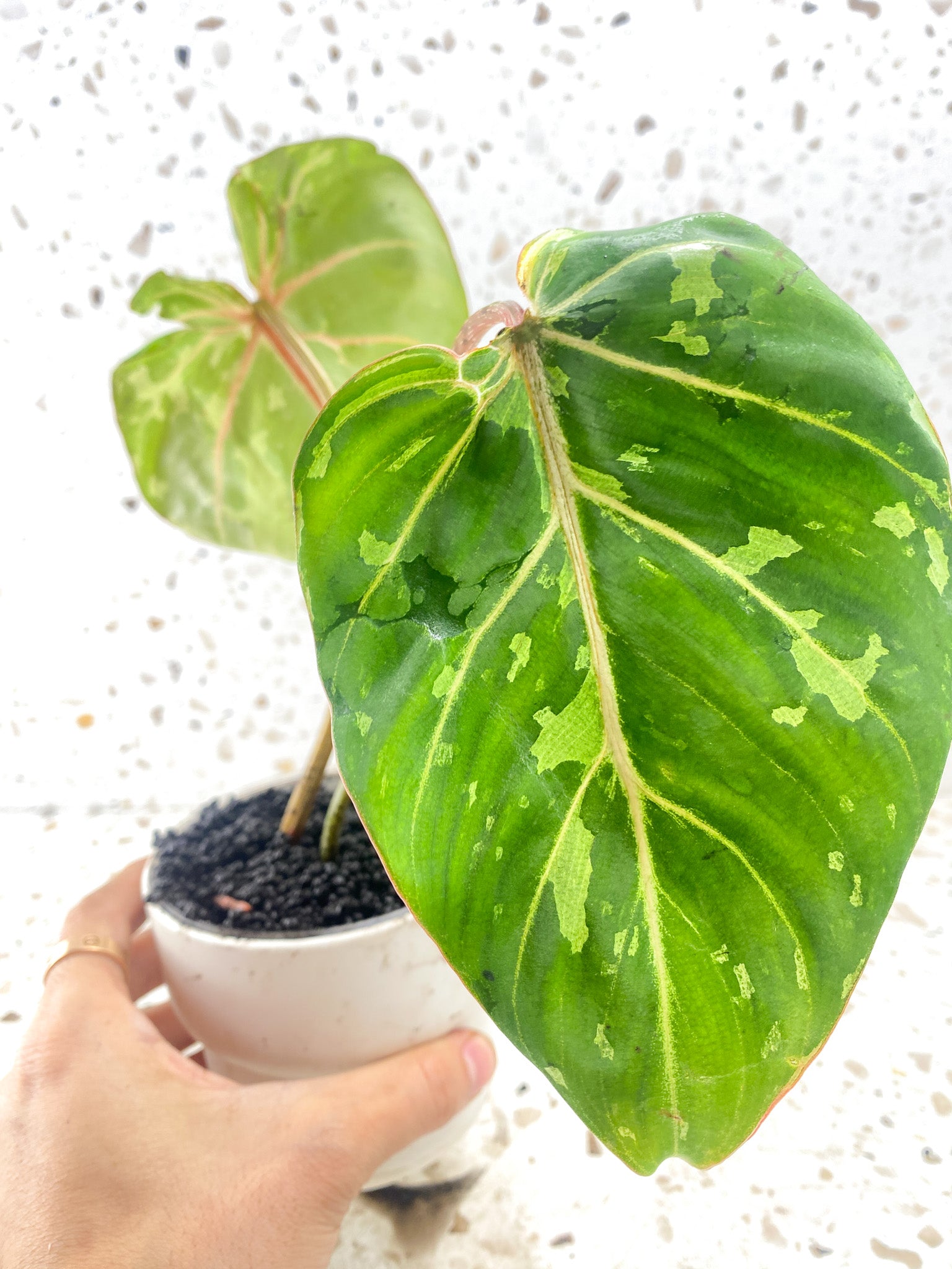 Philodendron Gloriosum 'Snow Leopard' Variegated 2 leaves 1 sprout Top Cutting