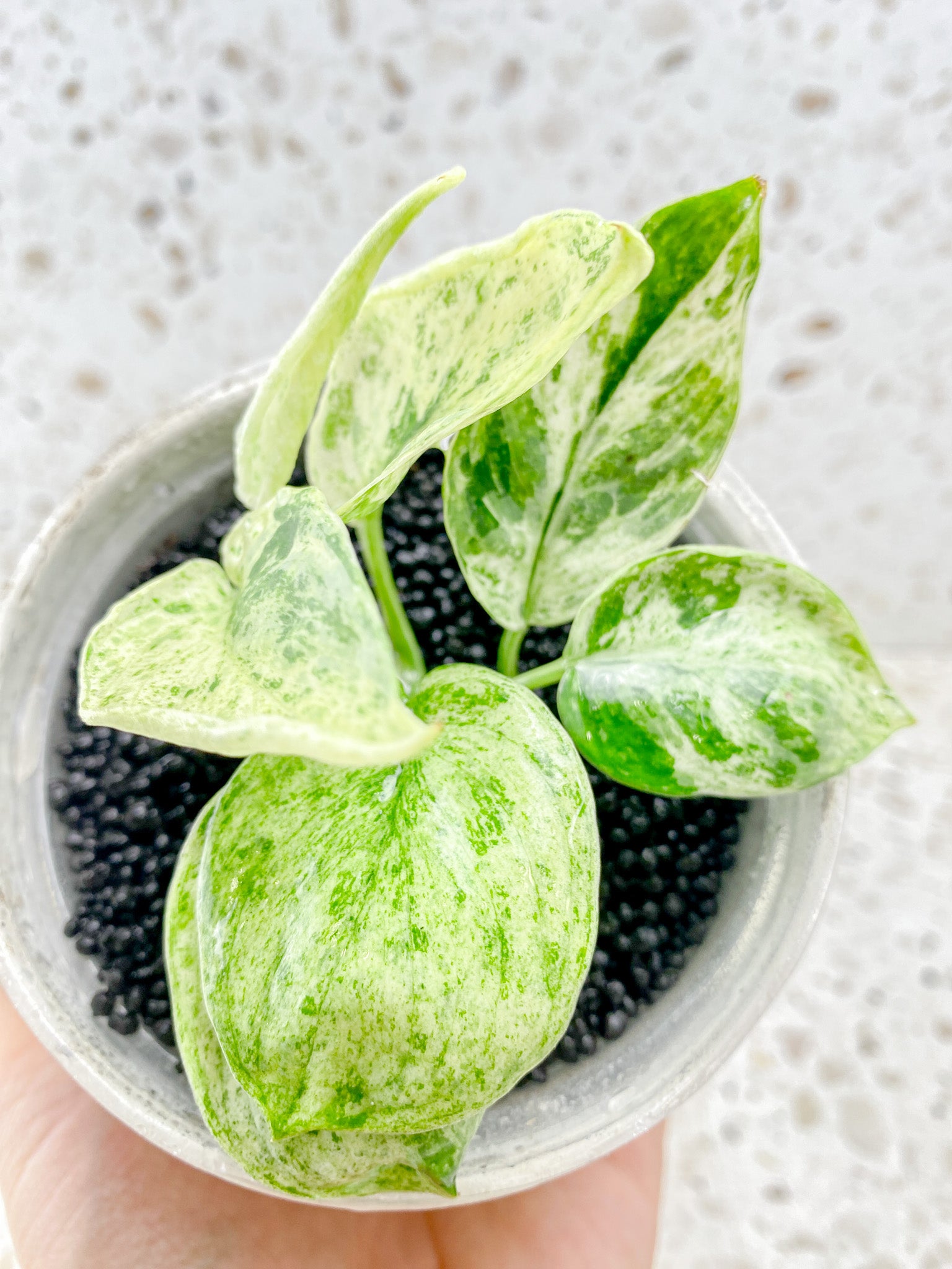 Scindapsus Jade Satin 'Creme Brulee' 7 leaves Top Cutting