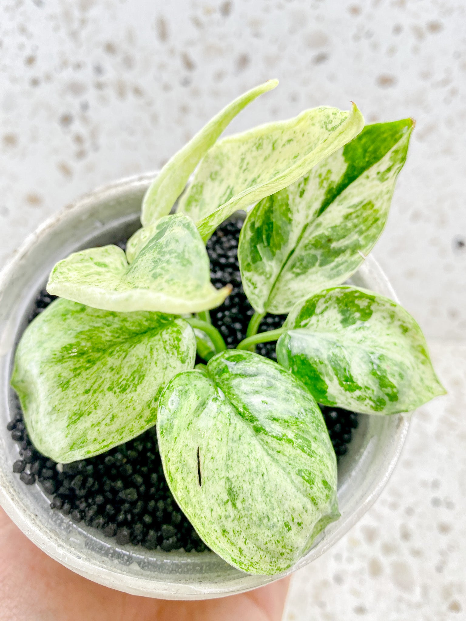 Scindapsus Jade Satin 'Creme Brulee' 7 leaves Top Cutting