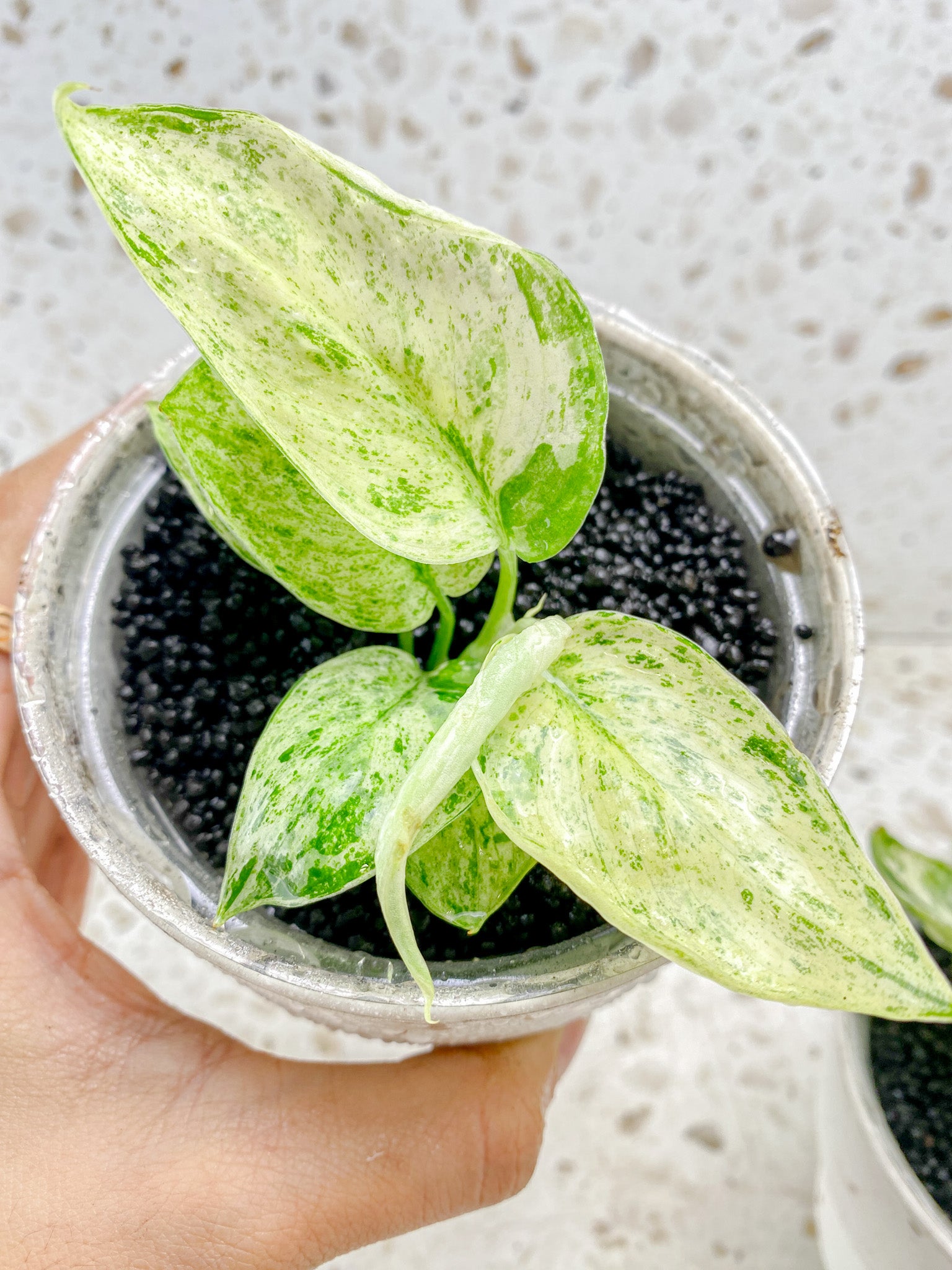 Scindapsus Jade Satin 'Creme Brulee' 6 leaves 1 sprout Top Cutting