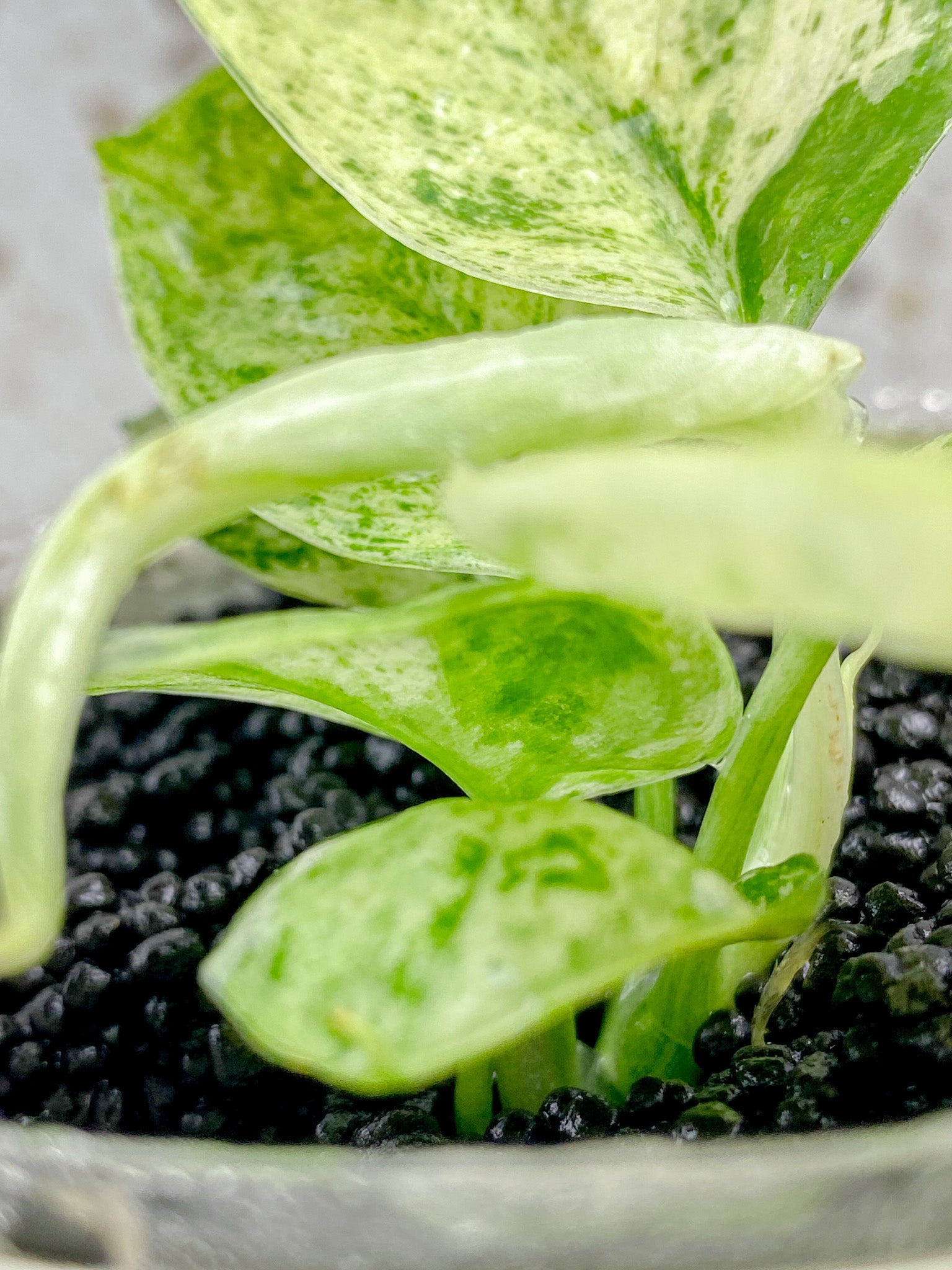 Scindapsus Jade Satin 'Creme Brulee' 6 leaves 1 sprout Top Cutting