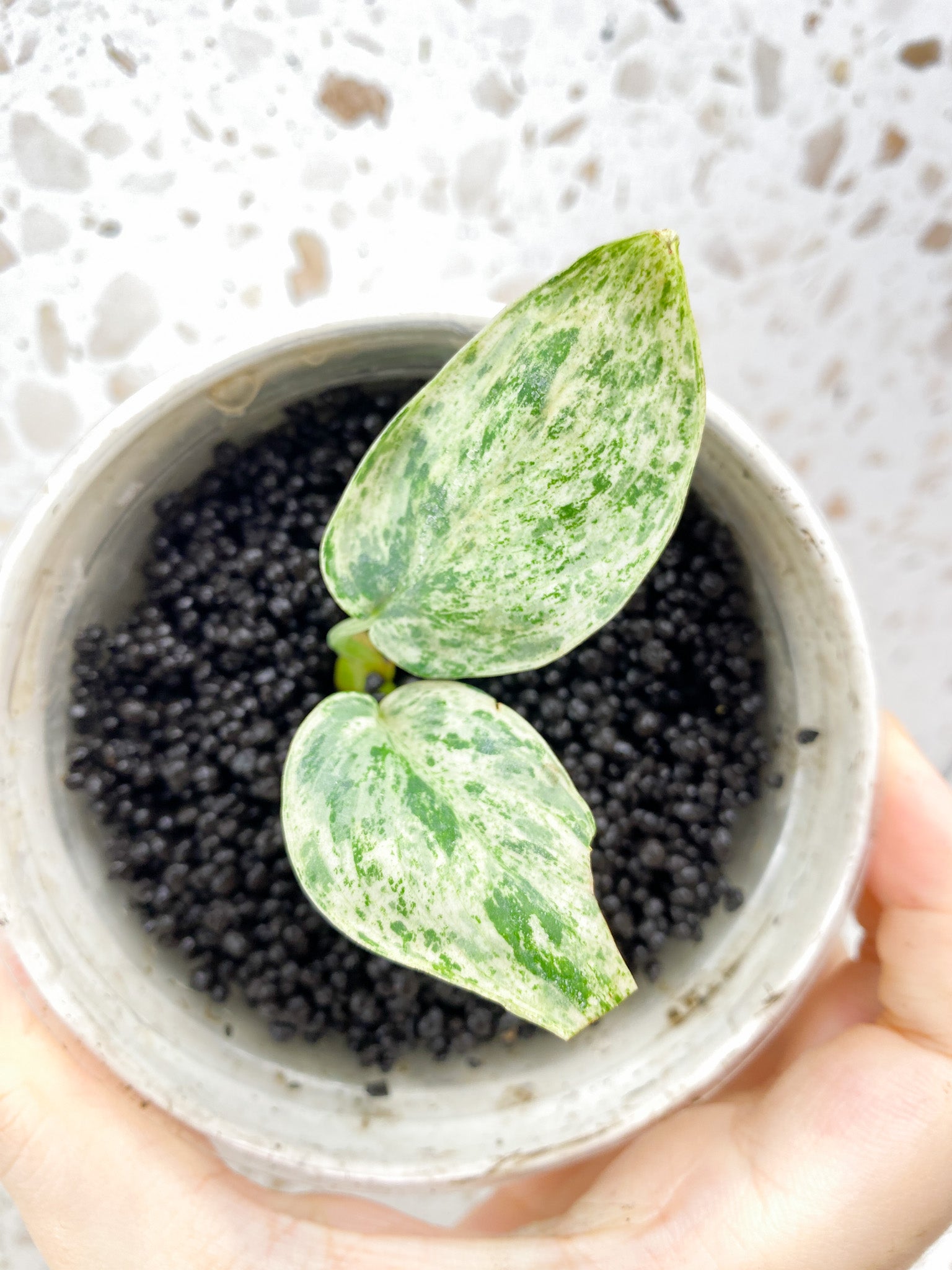 Scindapsus Jade Satin 'Creme Brulee' 2 leaves