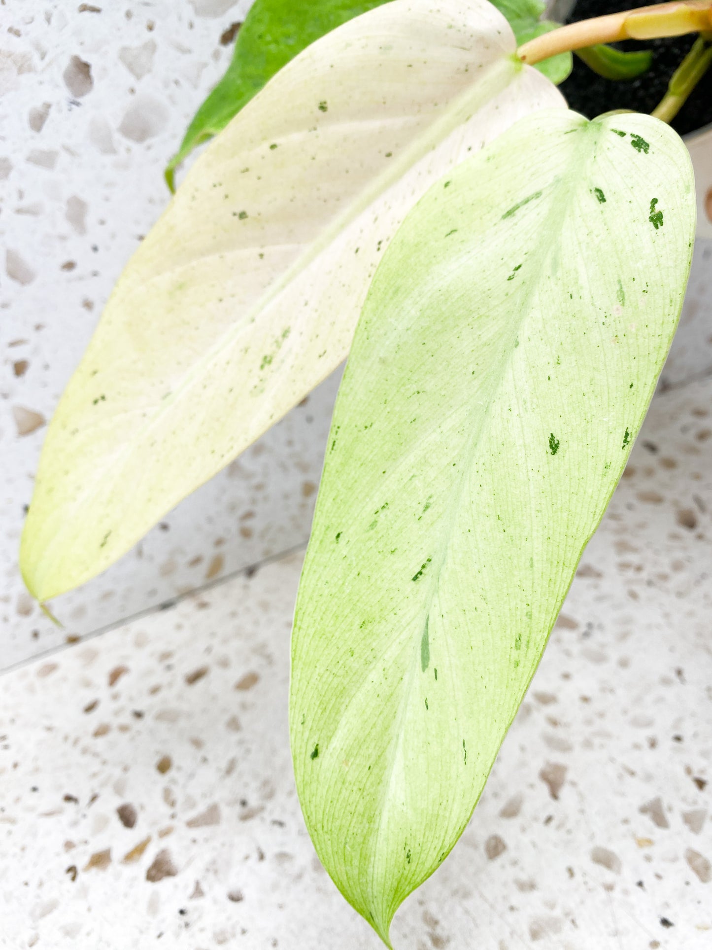 Philodendron Whipple Way A++ 8 leaves 1 shoot top cutting