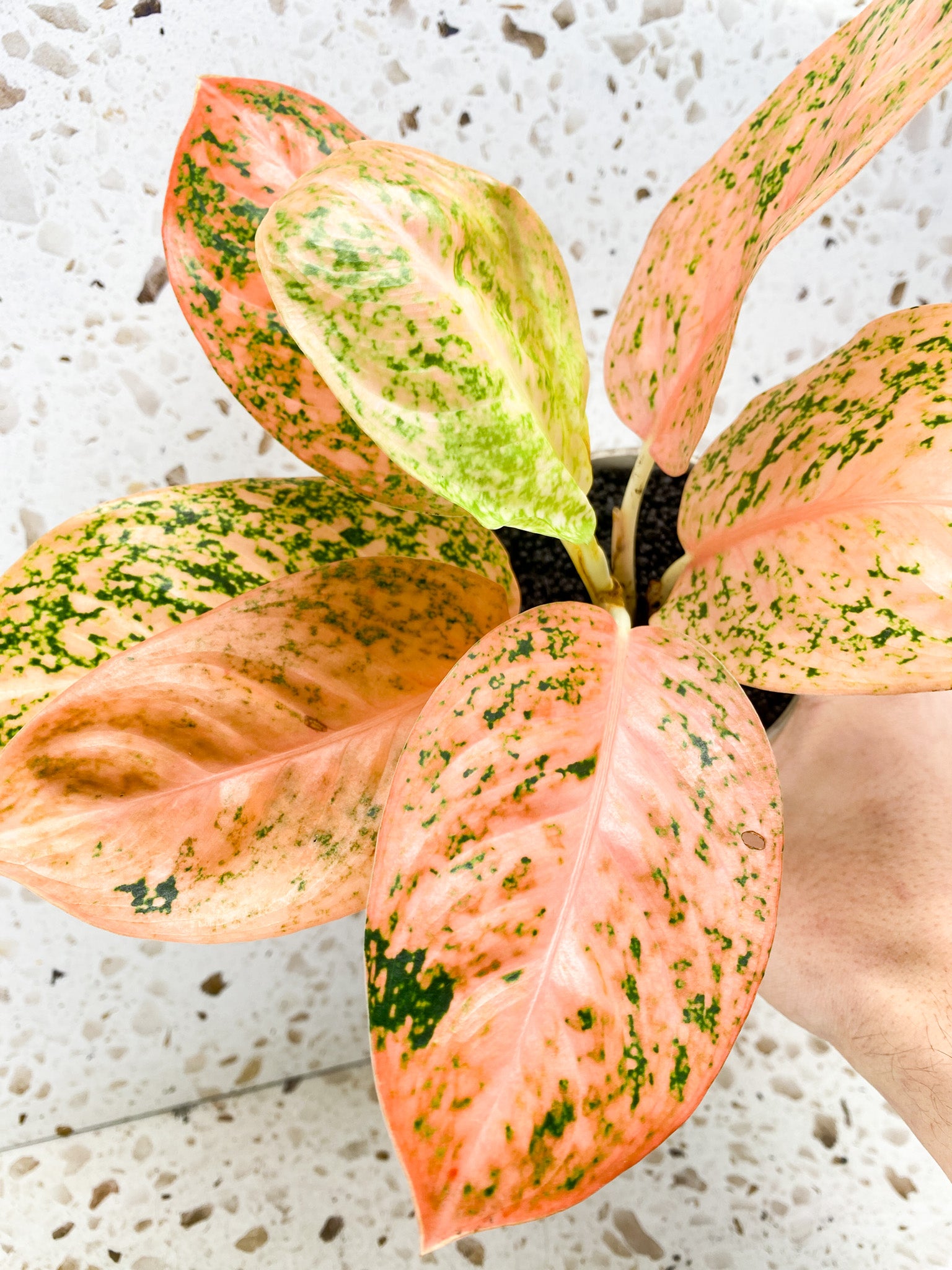 Aglaonema Orange Stardust 7 leaf top cutting