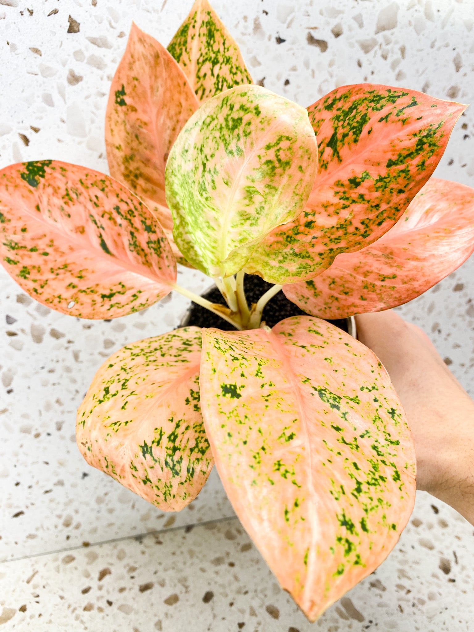 Aglaonema Orange Stardust 7 leaf top cutting