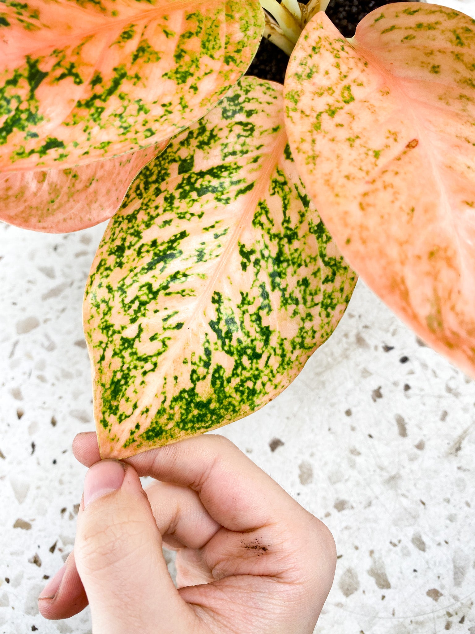 Aglaonema Orange Stardust 7 leaf top cutting