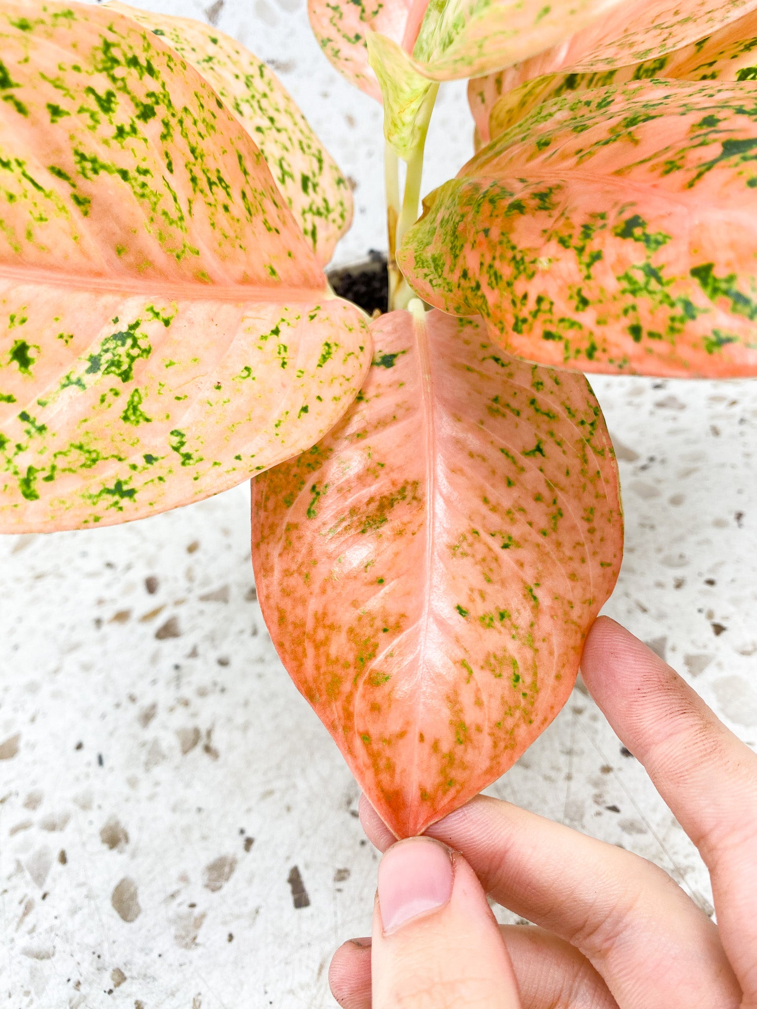 Aglaonema Orange Stardust 7 leaf top cutting