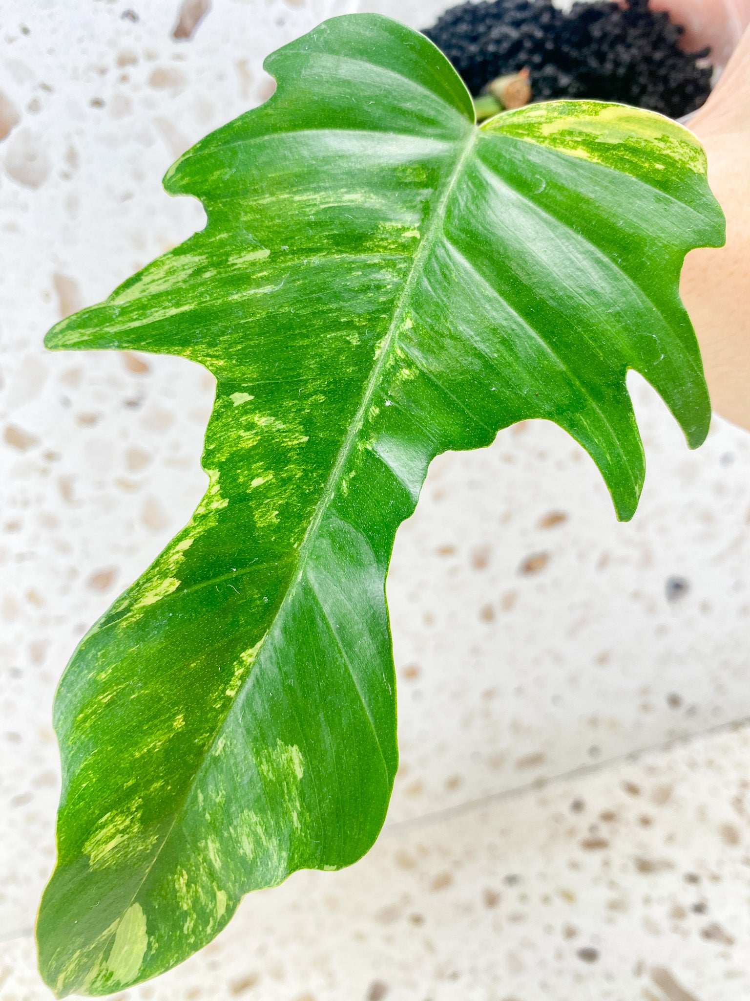 Philodendron Florida Beauty x Tortum 1 leaf