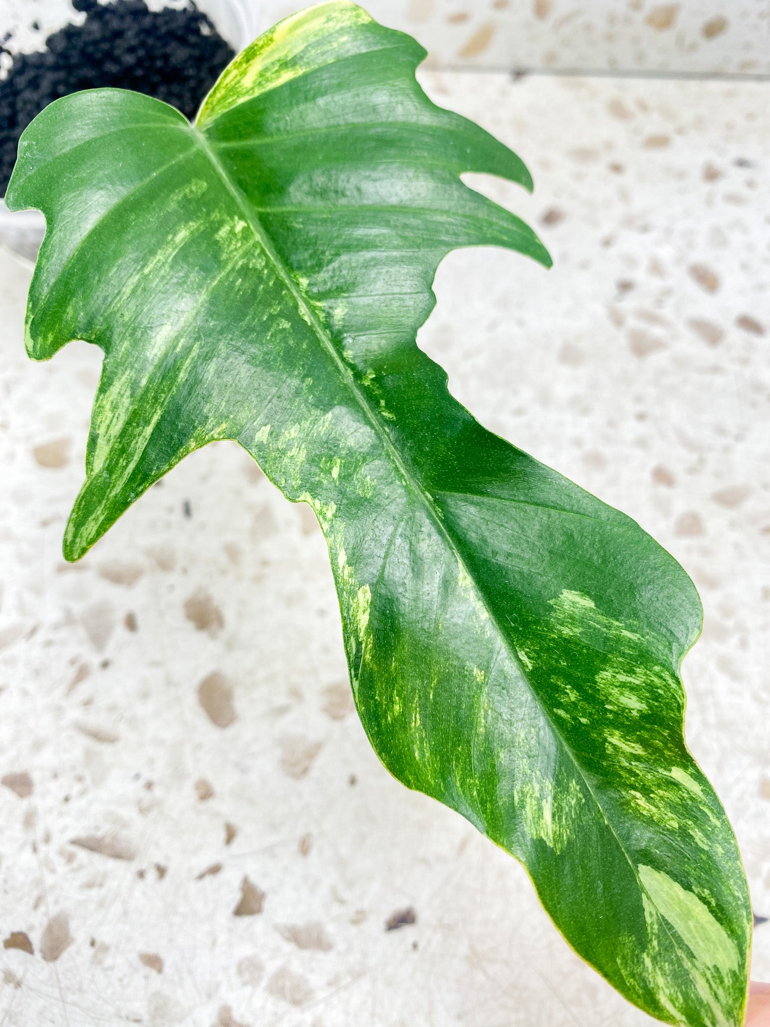 Philodendron Florida Beauty x Tortum 1 leaf