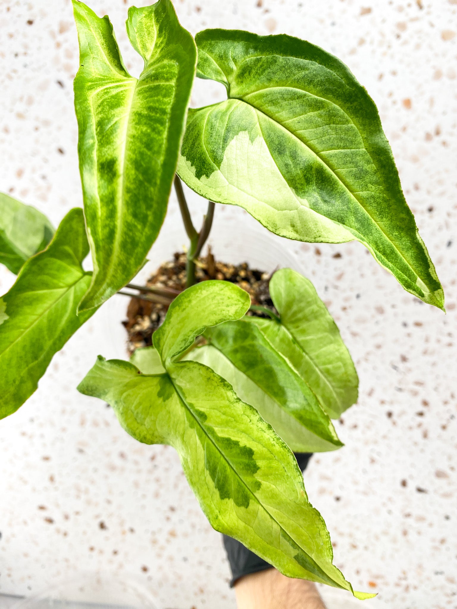 Syngonium Three Kings multiple leaves full plant