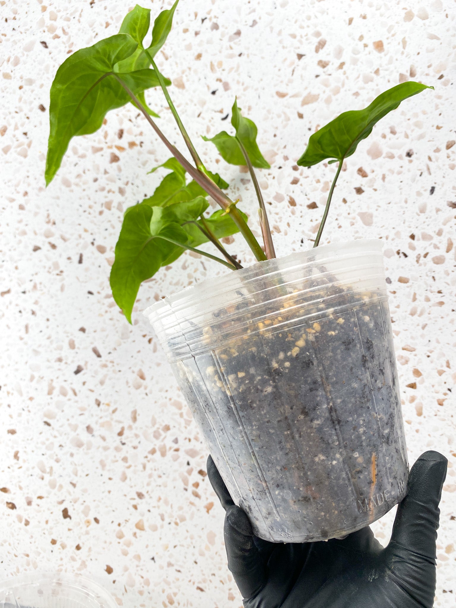 Syngonium Three Kings multiple leaves full plant