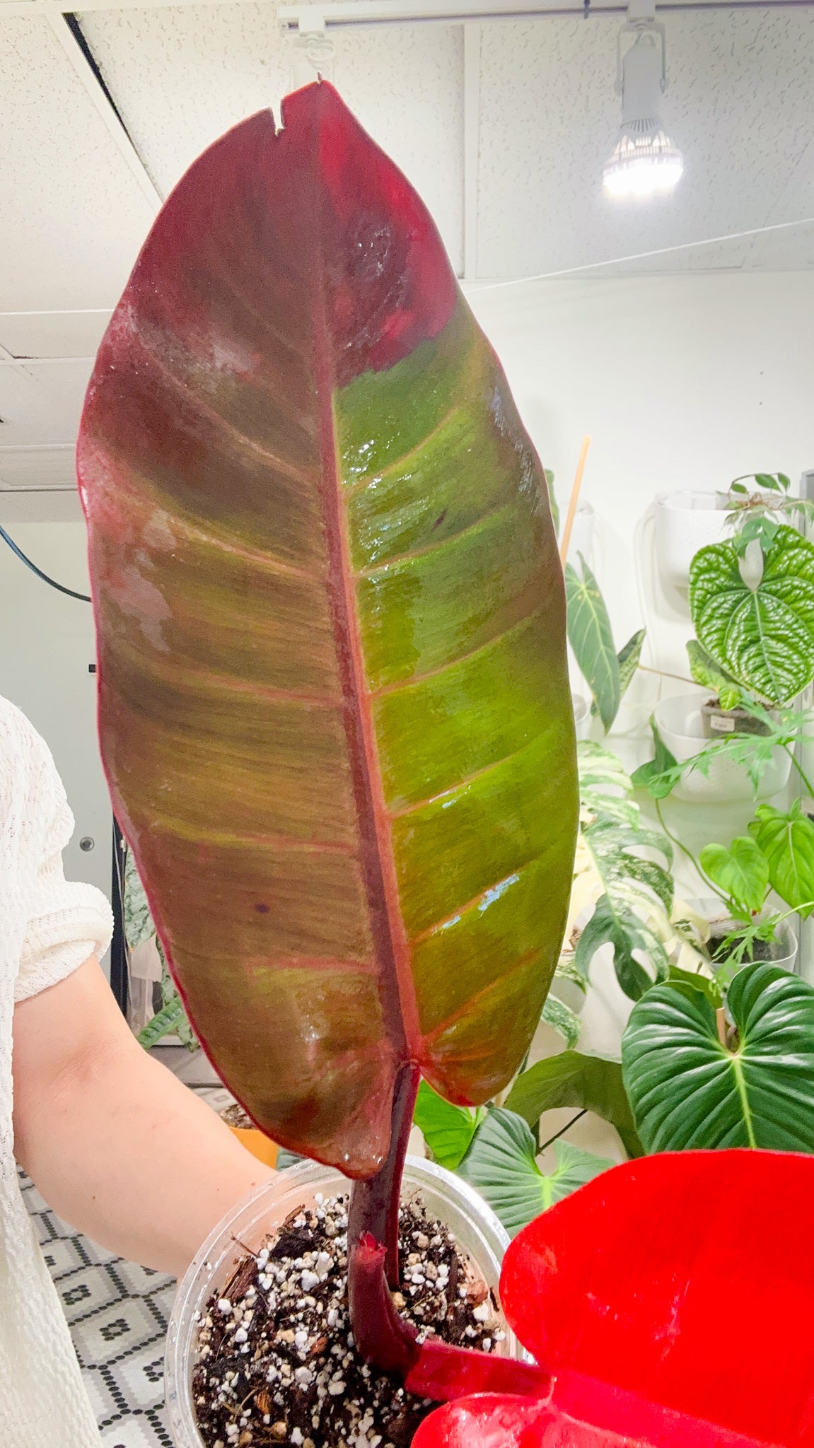 Philodendron  Red Moon Hybrid (Possibly crossed with Prince of Orange Variegated) 2 leaves Top Cutting
