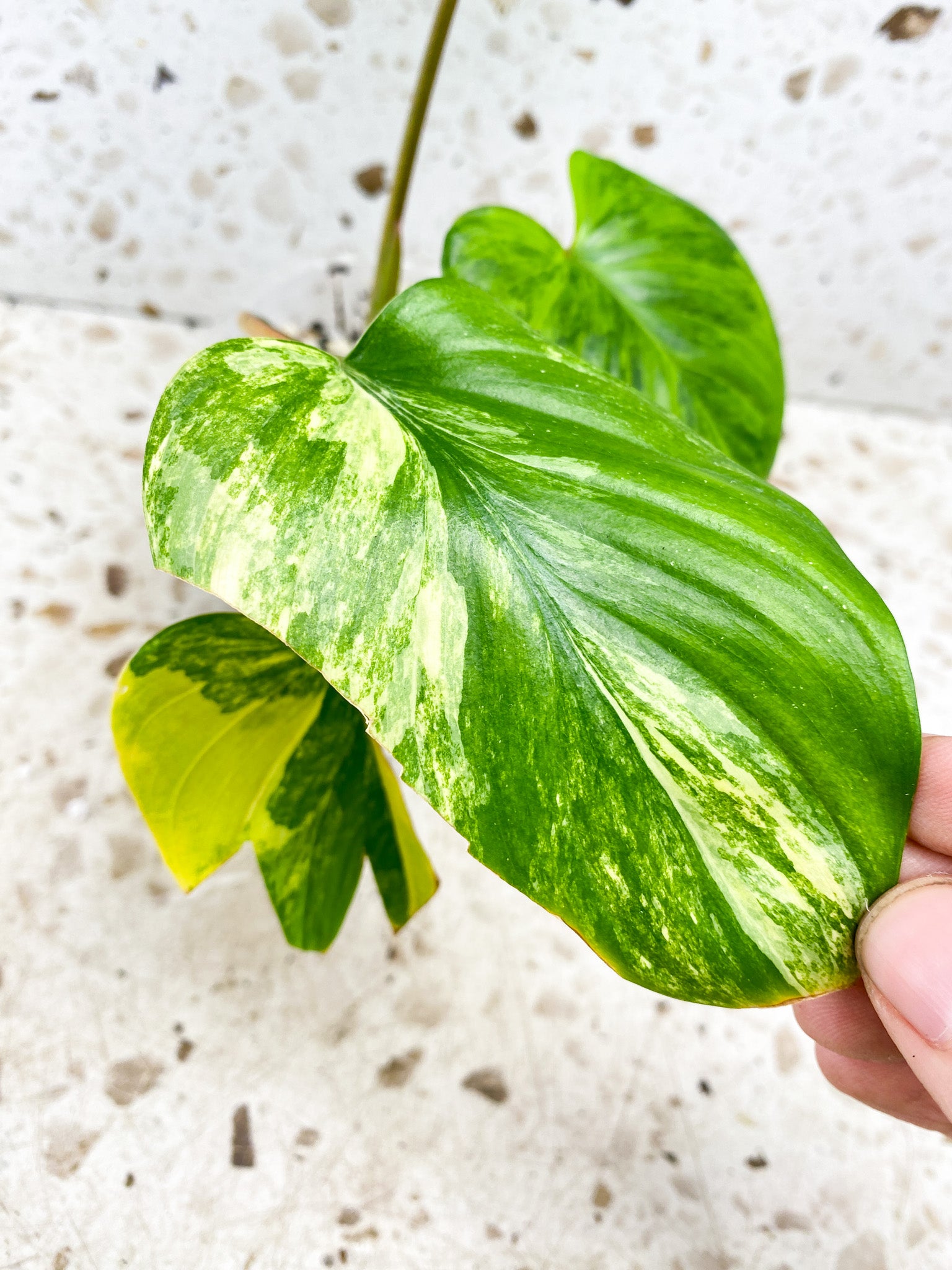 Homalomena Rubescens Variegated 4 leaf top cutting