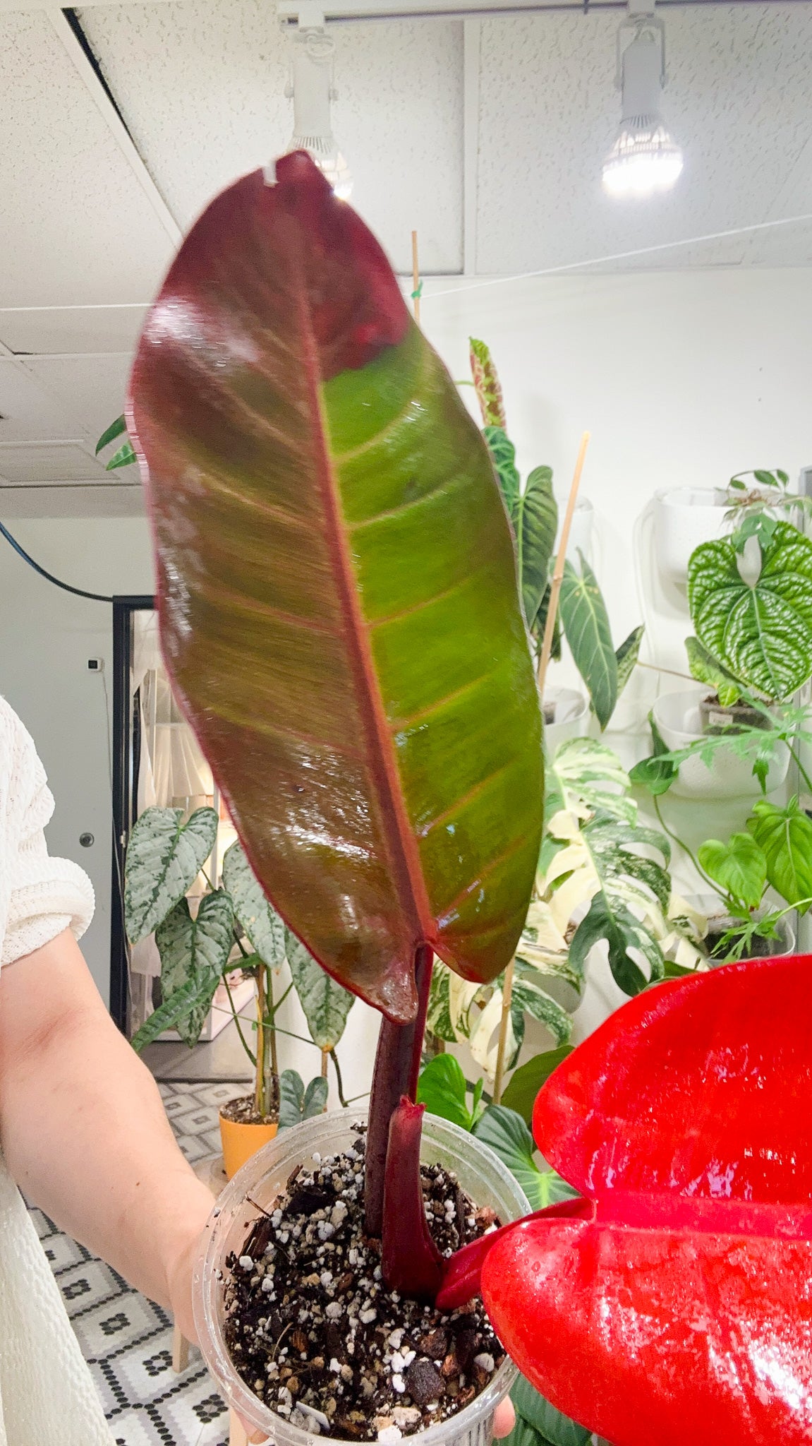 Philodendron  Red Moon Hybrid (Possibly crossed with Prince of Orange Variegated) 2 leaves Top Cutting