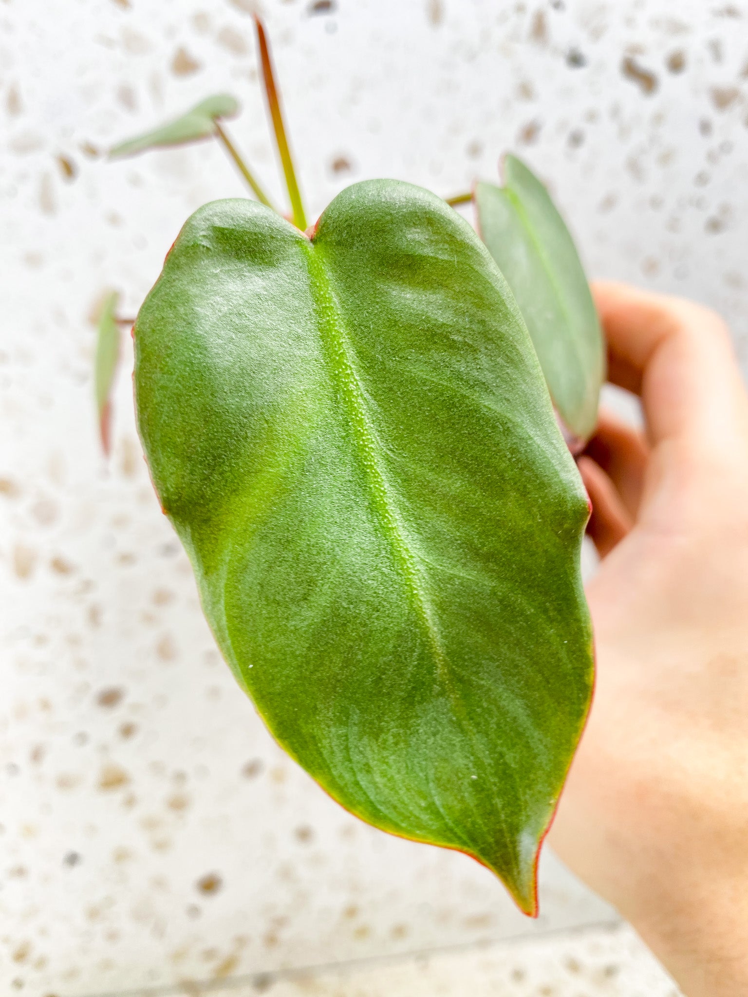 FREEBIE Philodendron Atabapoense Dark baby plant