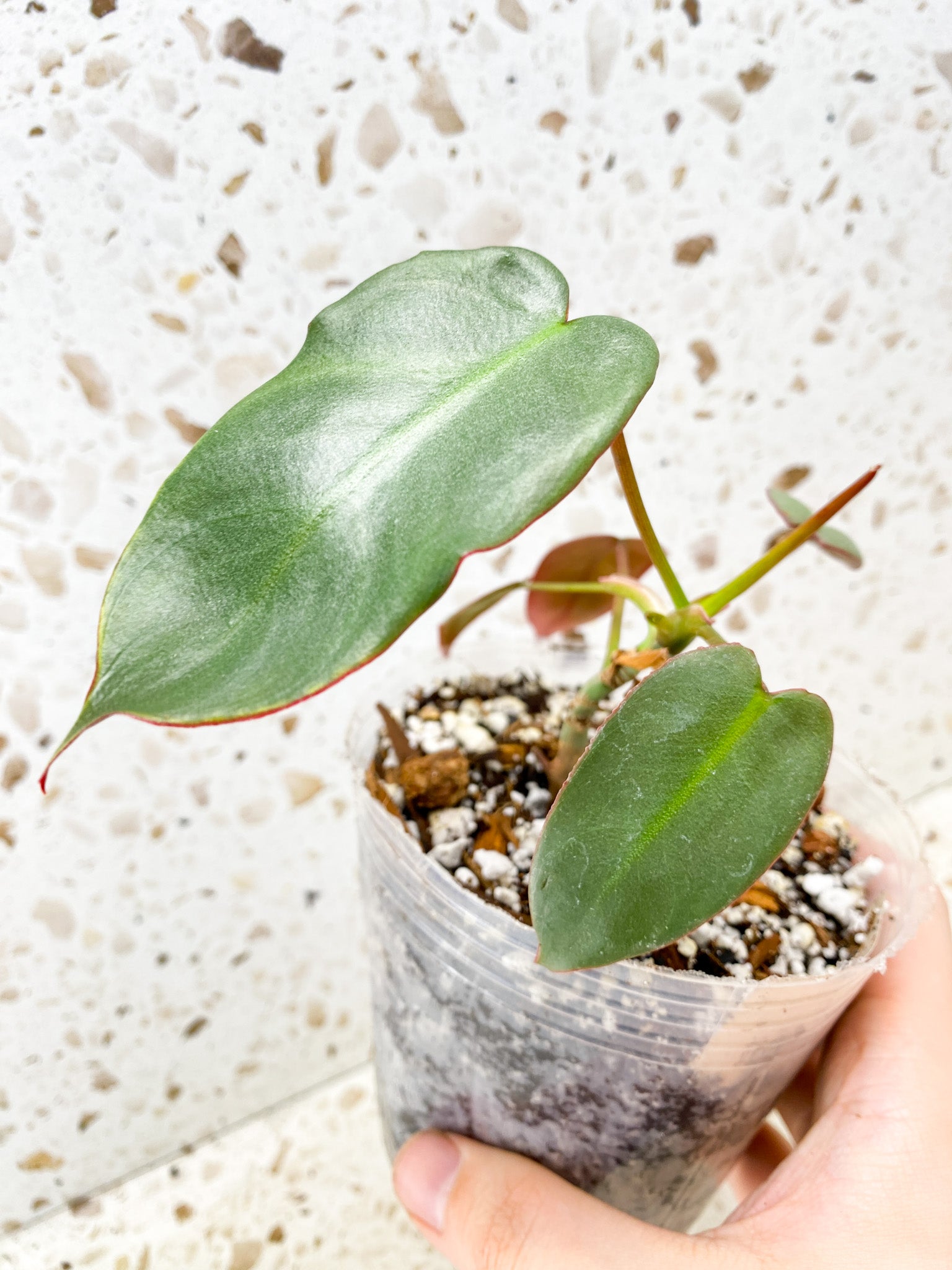 FREEBIE Philodendron Atabapoense Dark baby plant