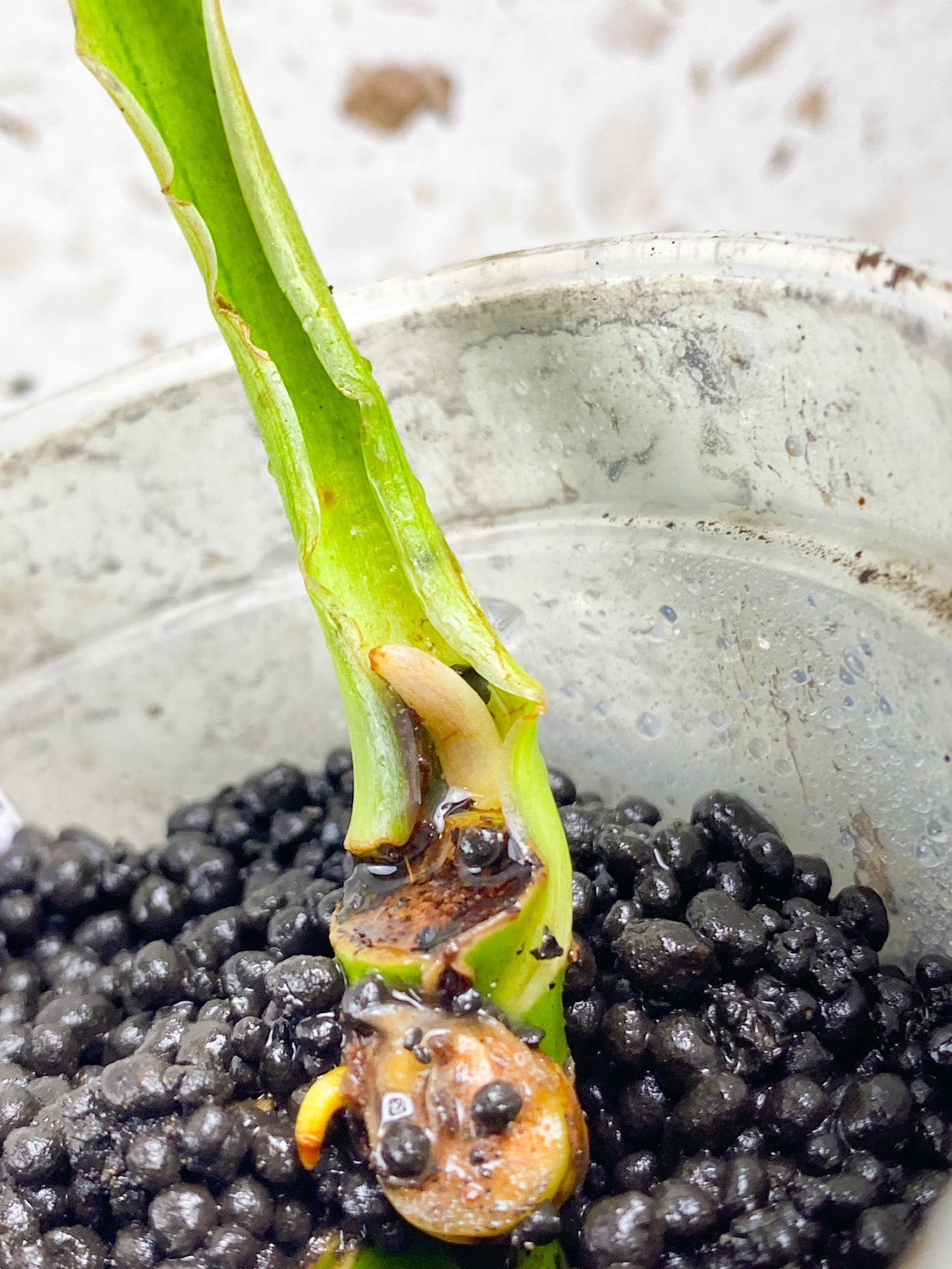 Philodendron Whipple Way A++ 1 leaf with sprout (ROOTING)