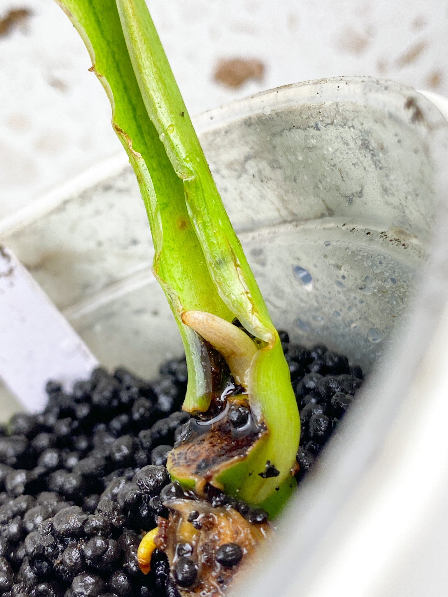 Philodendron Whipple Way A++ 1 leaf with sprout (ROOTING)