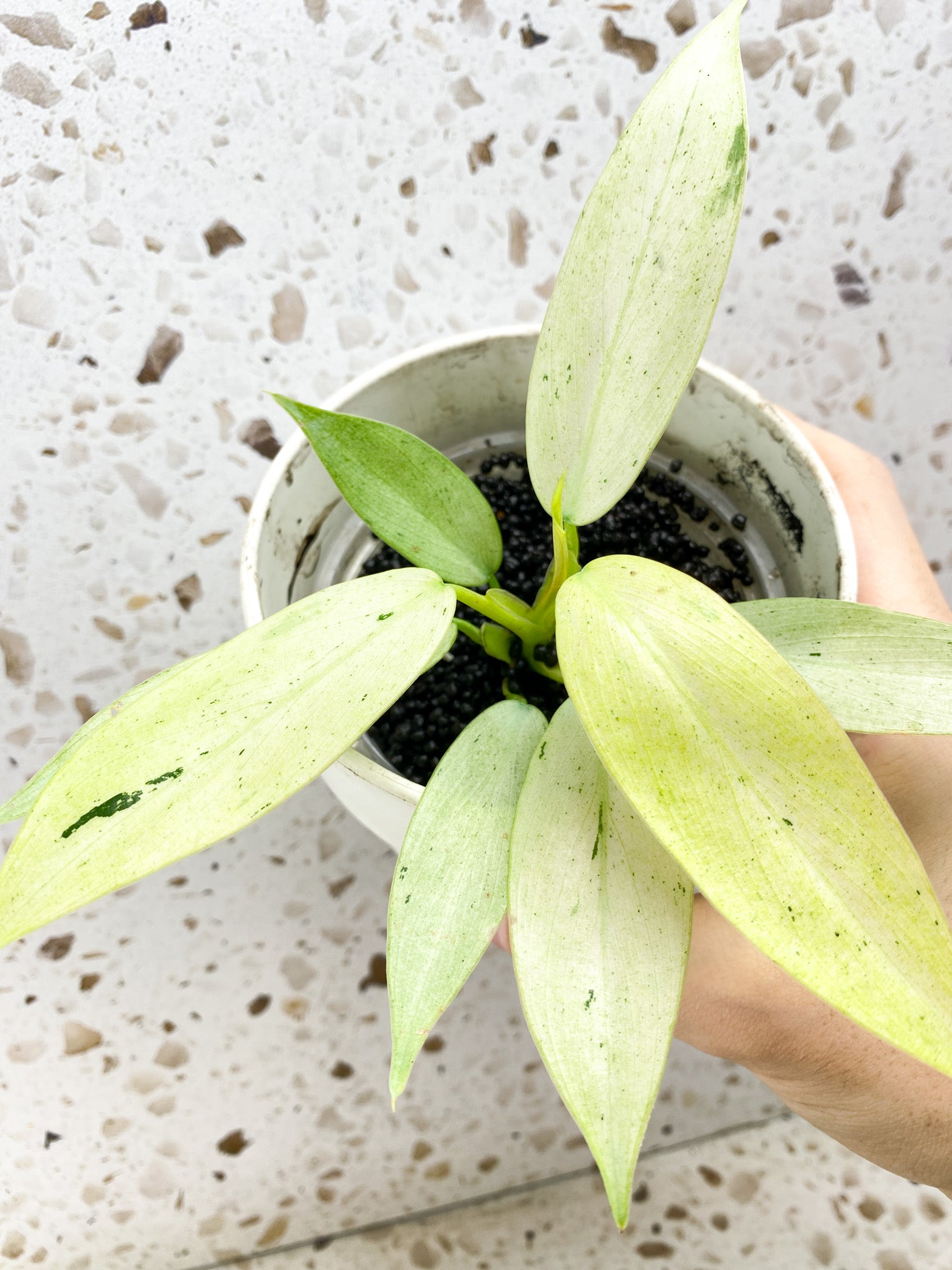 Philodendron Whipple Way A++ Slightly Rooted multiple leaves Top Cutting