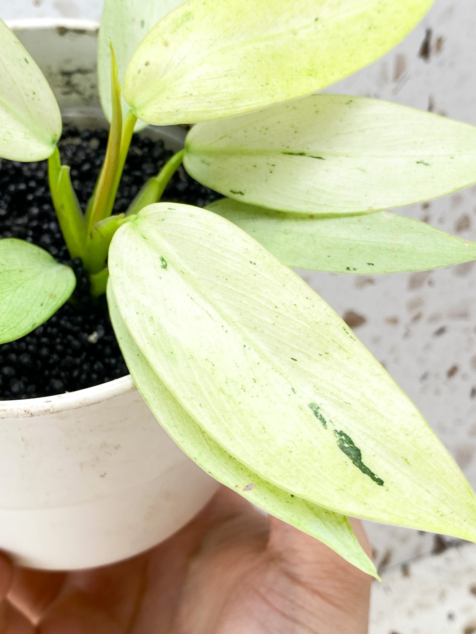 Philodendron Whipple Way A++ Slightly Rooted multiple leaves Top Cutting