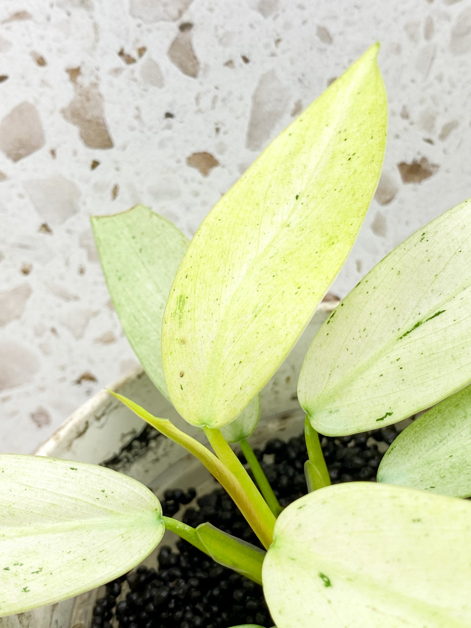 Philodendron Whipple Way A++ Slightly Rooted multiple leaves Top Cutting