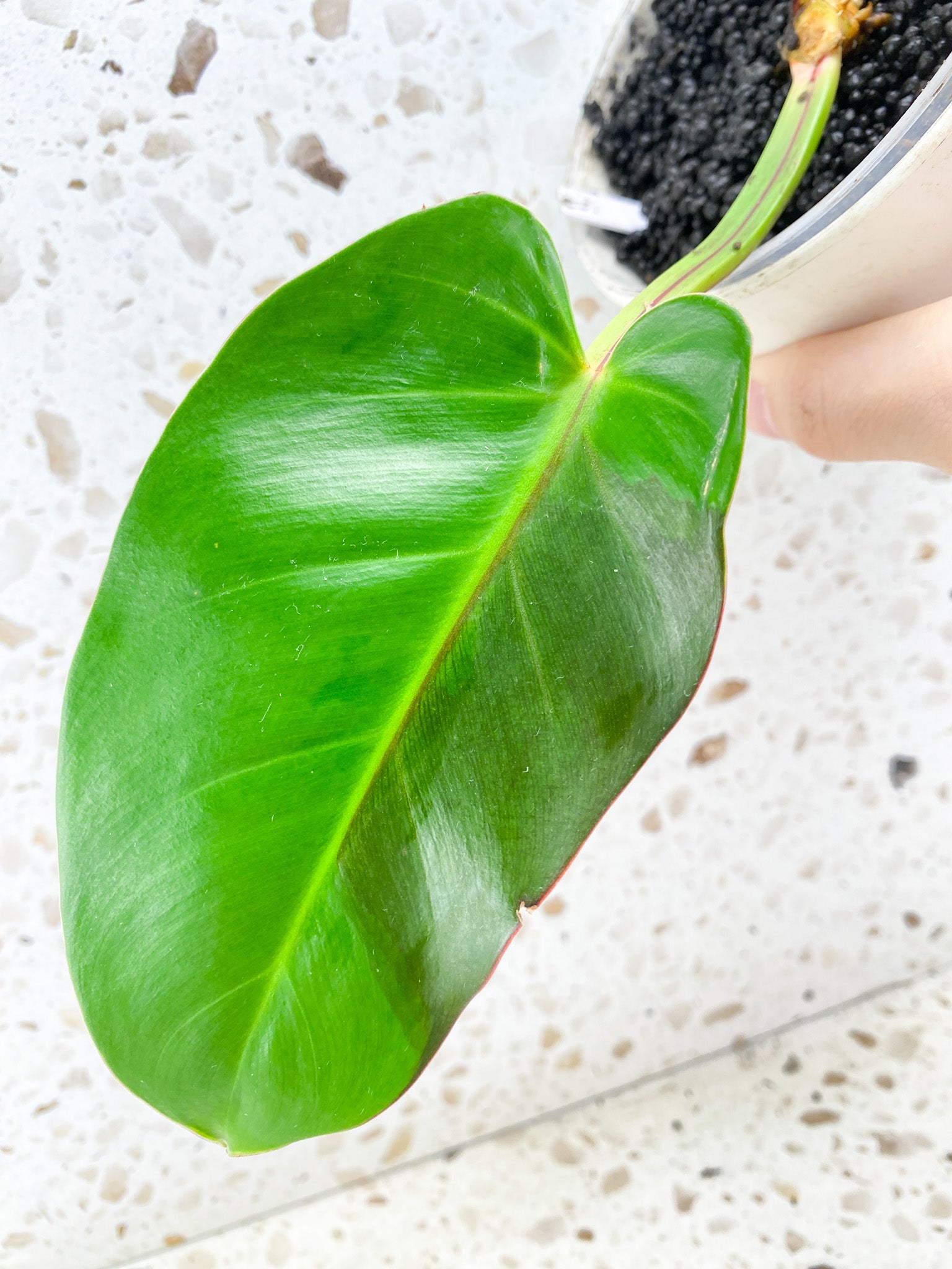 Philodendron Red Moon Variegated 1 leaf multiple nodes