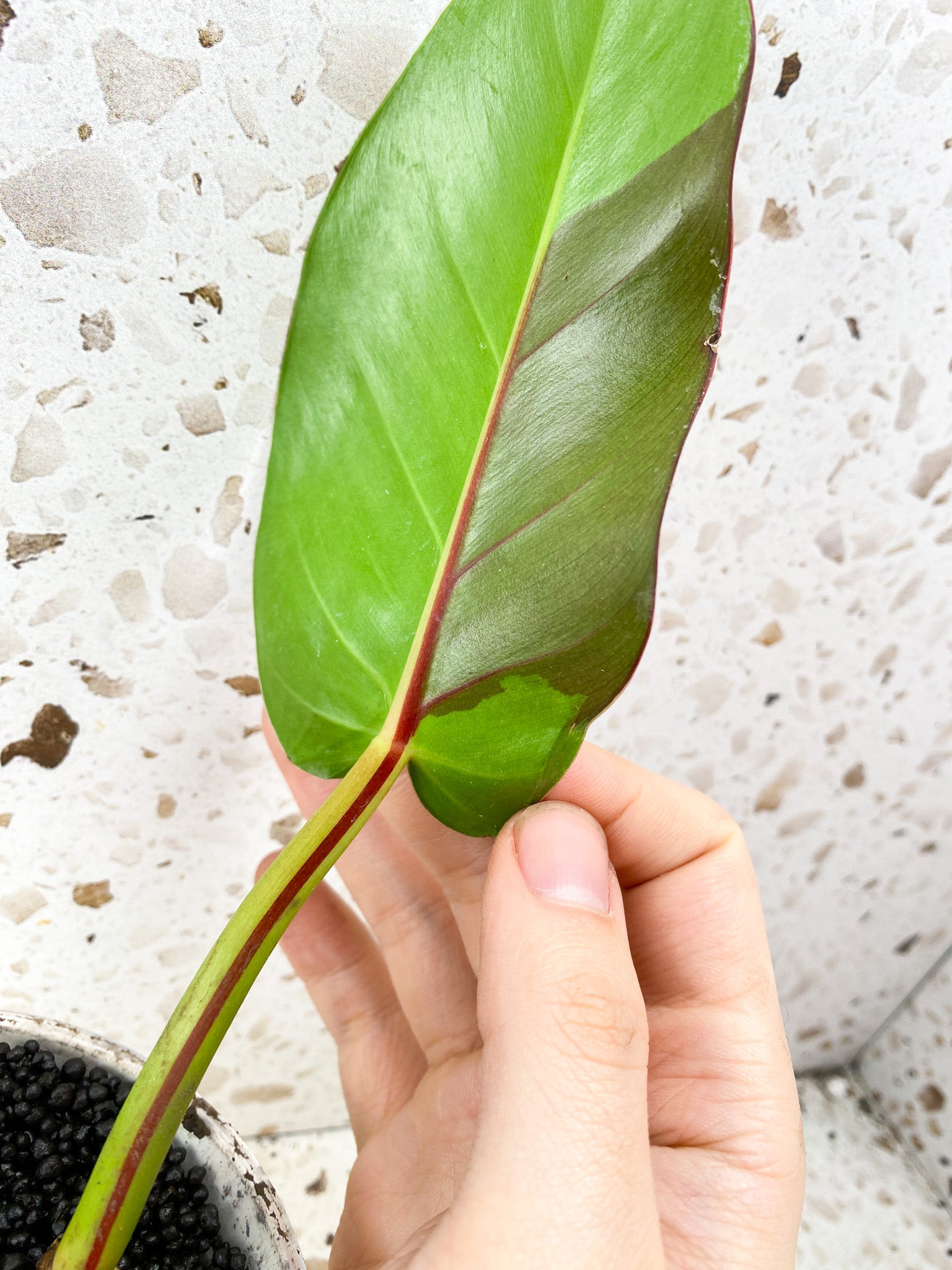 Philodendron Red Moon Variegated 1 leaf multiple nodes