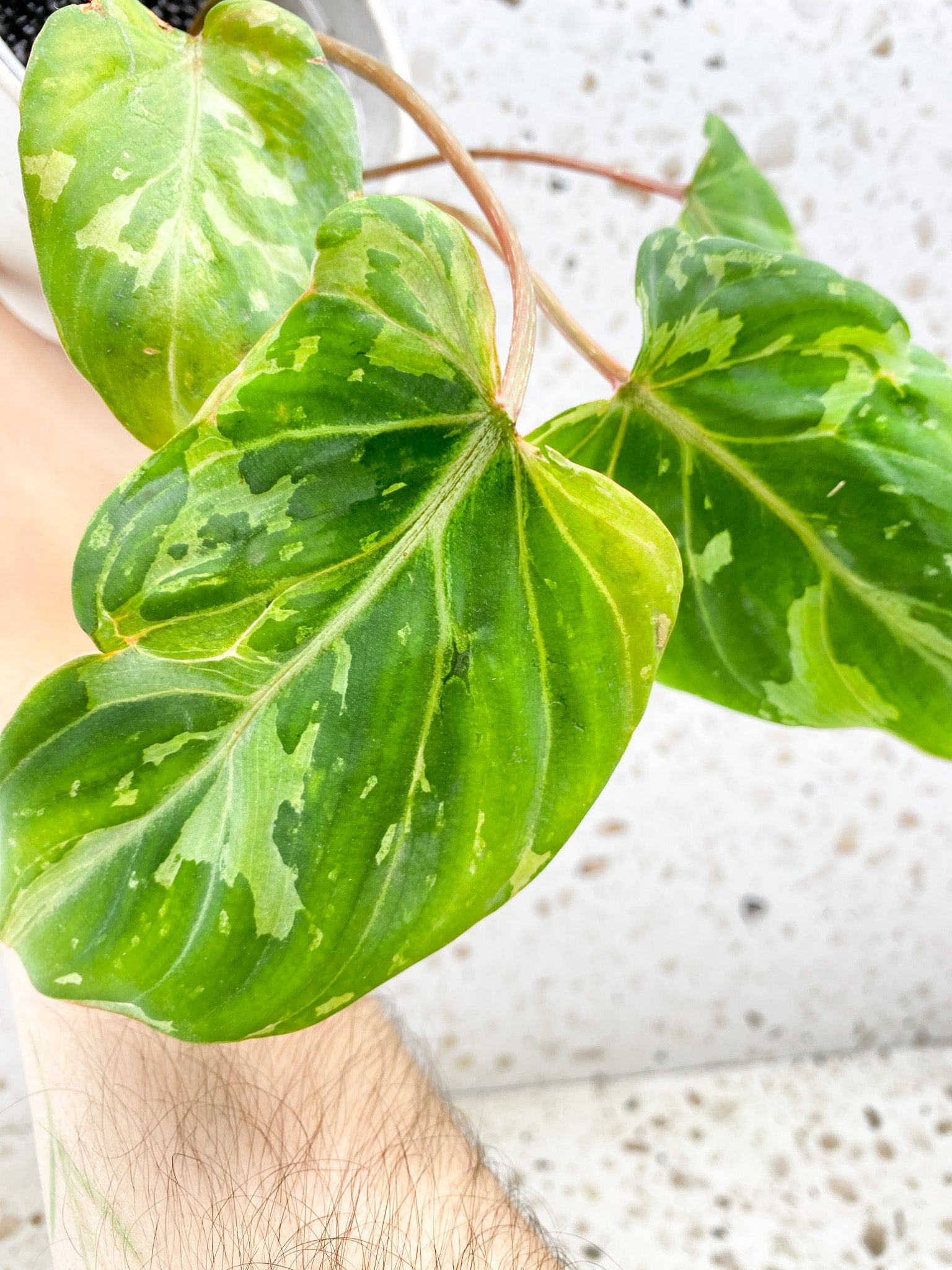 Philodendron Gloriosum Snow Leopard Variegated multiple leaves with sprouts