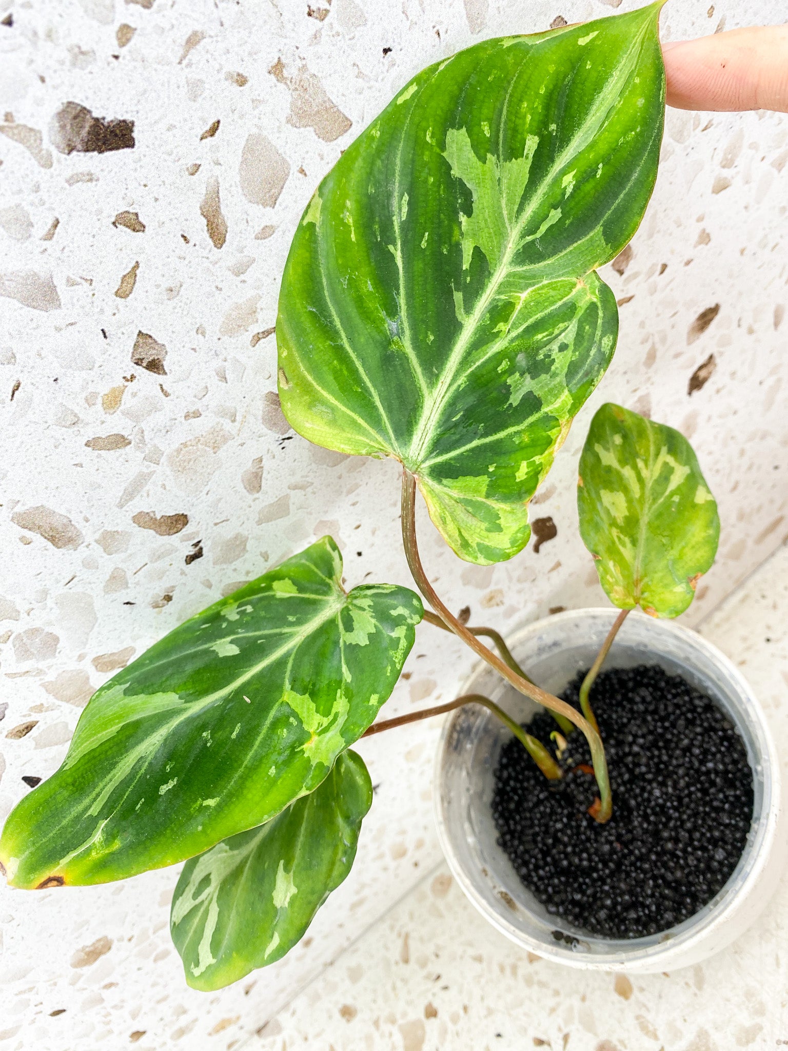 Philodendron Gloriosum Snow Leopard Variegated multiple leaves with sprouts