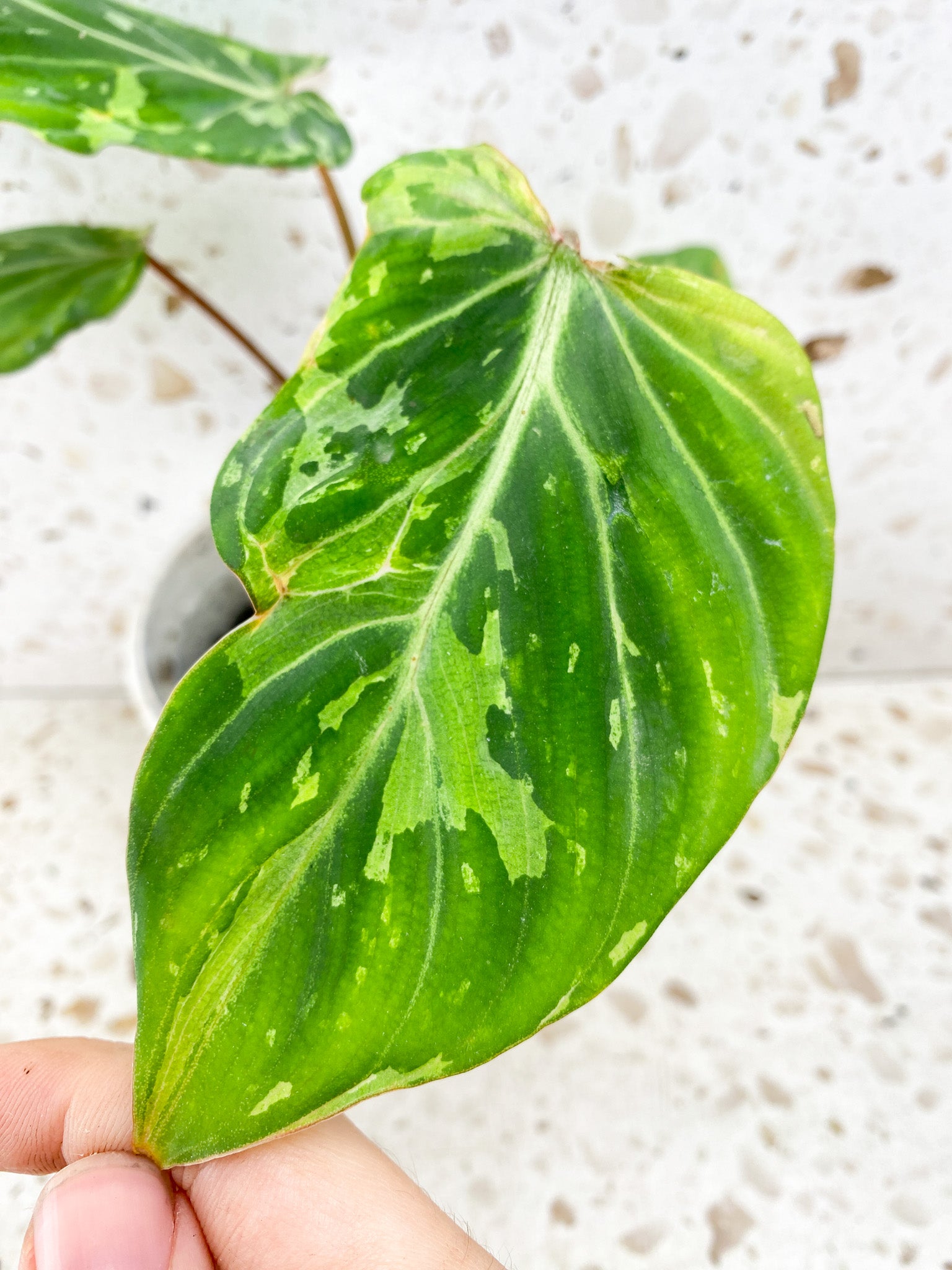 Philodendron Gloriosum Snow Leopard Variegated multiple leaves with sprouts