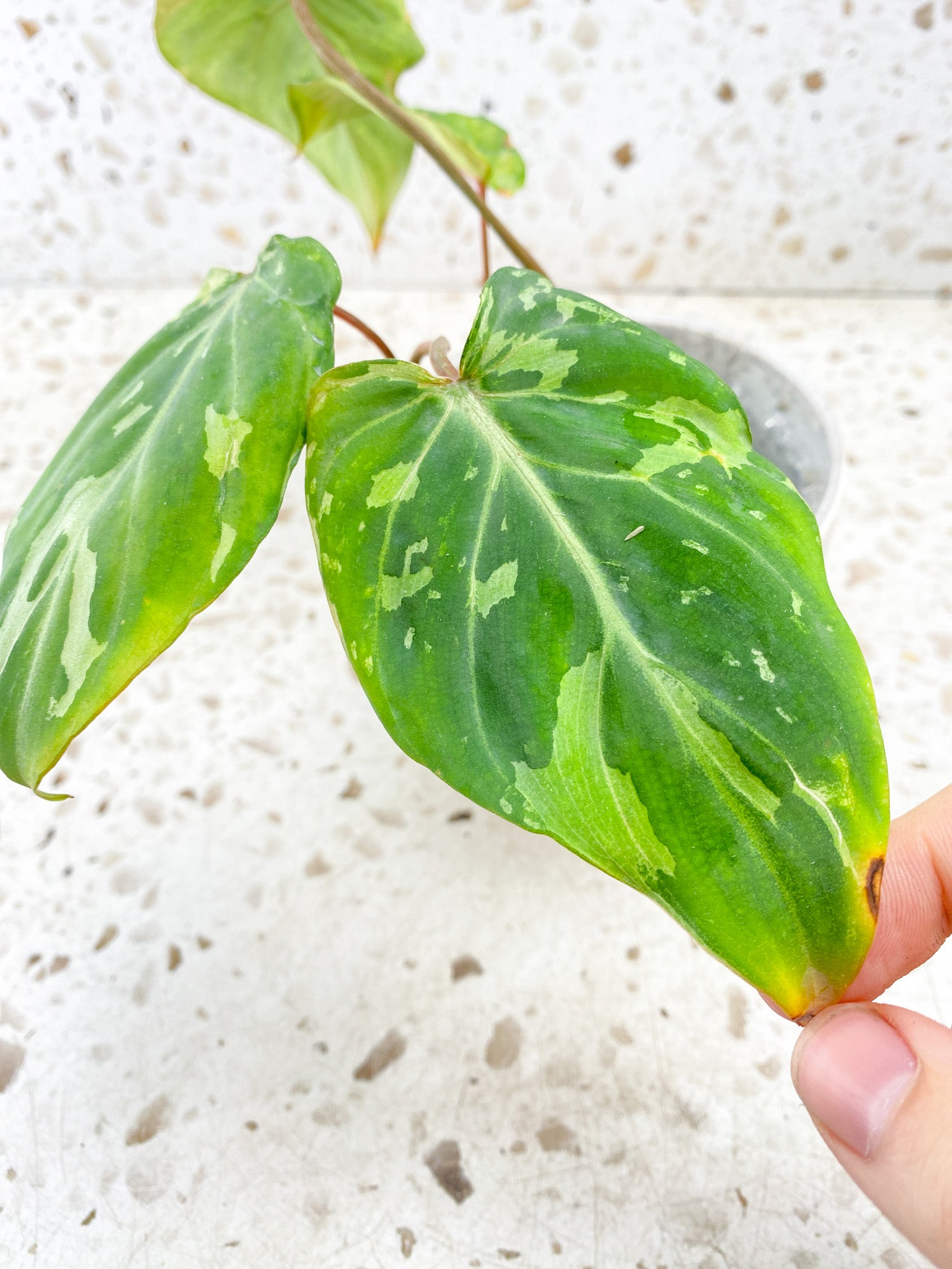 Philodendron Gloriosum Snow Leopard Variegated multiple leaves with sprouts