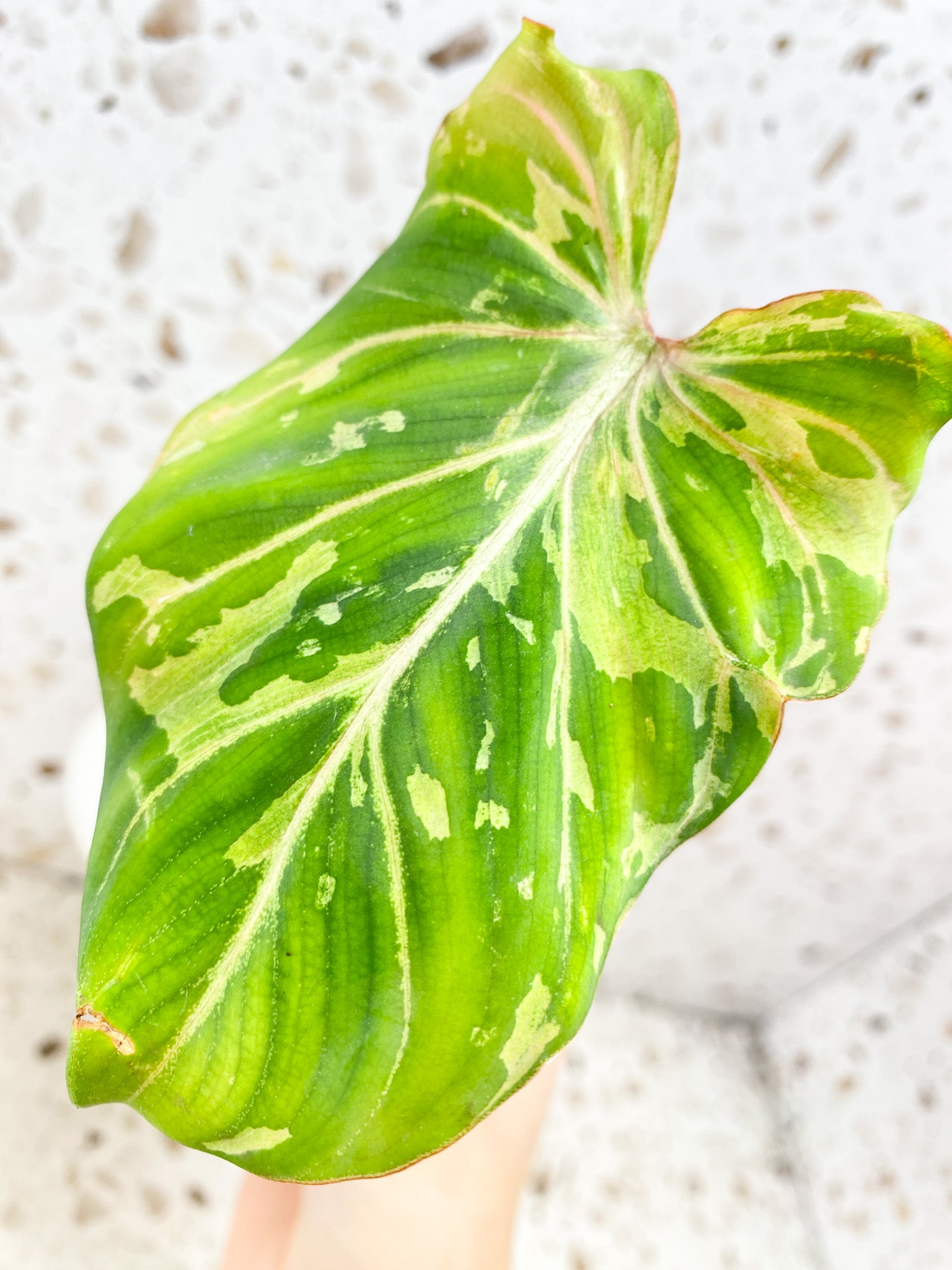 Philodendron Gloriosum Snow Leopard Variegated 1 leaf 1 sprout