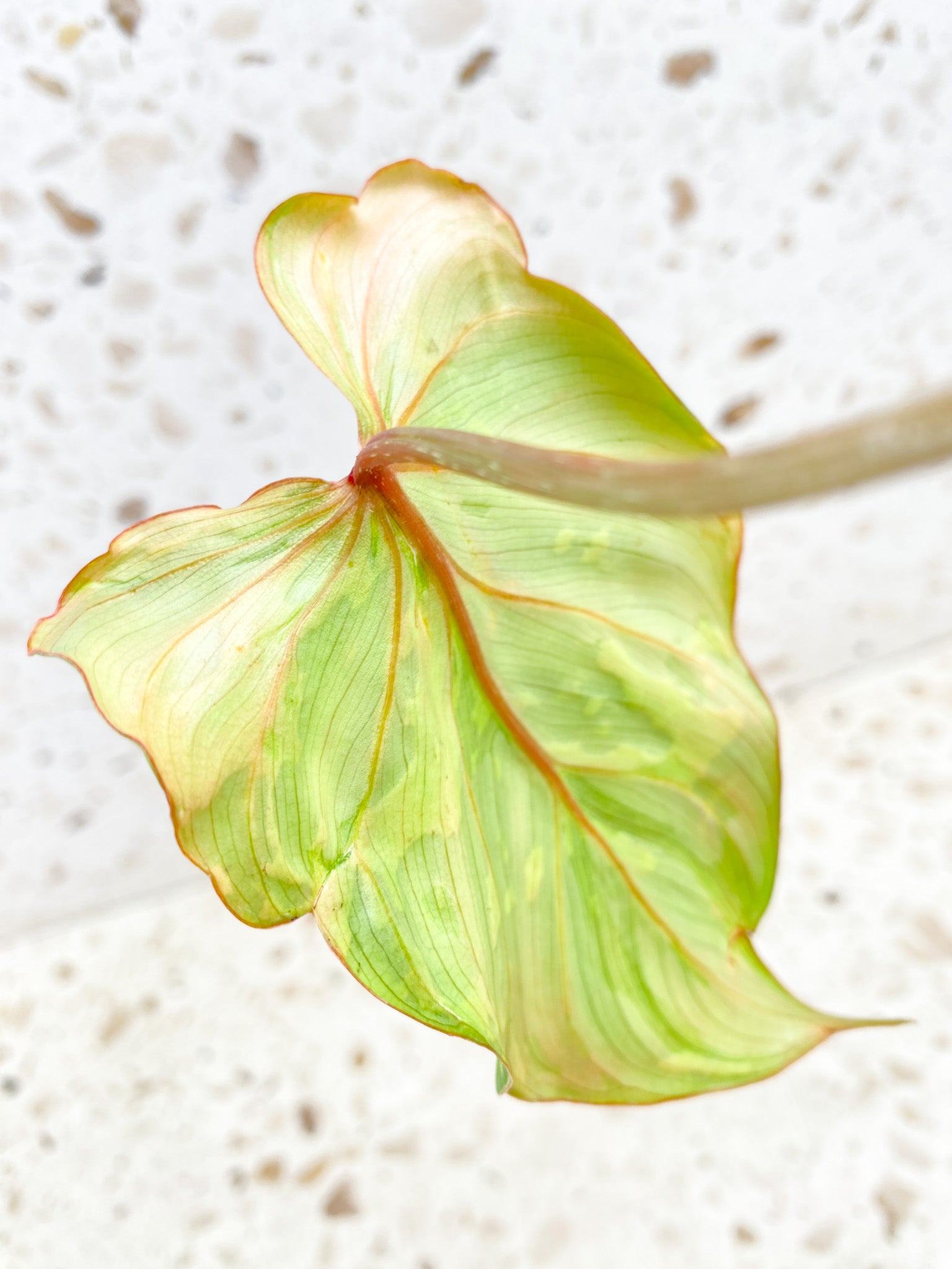 Philodendron Gloriosum Snow Leopard Variegated 1 leaf 1 sprout