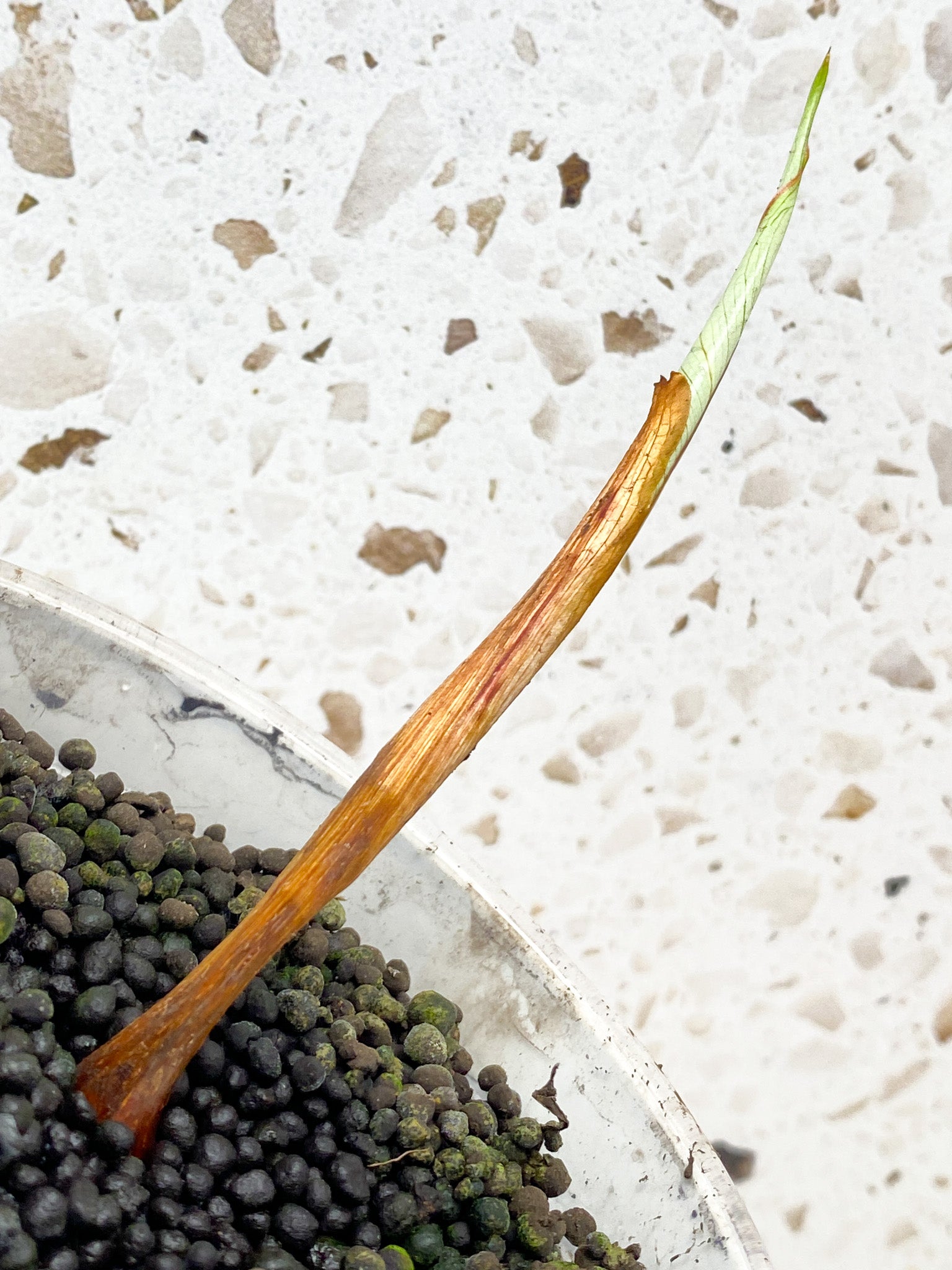 Philodendron Gloriosum Snow Leopard Variegated 1 sprout about to unfurl