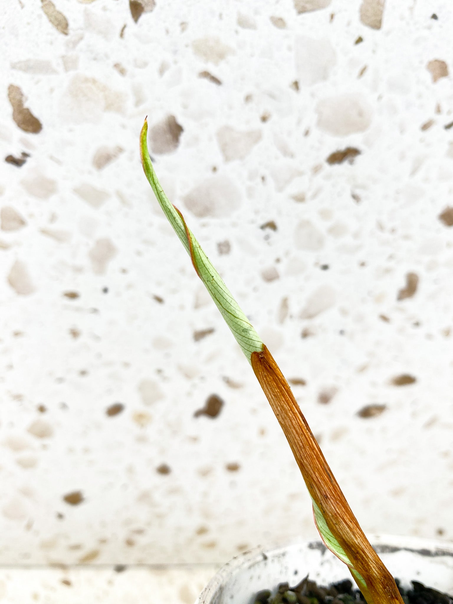 Philodendron Gloriosum Snow Leopard Variegated 1 sprout about to unfurl