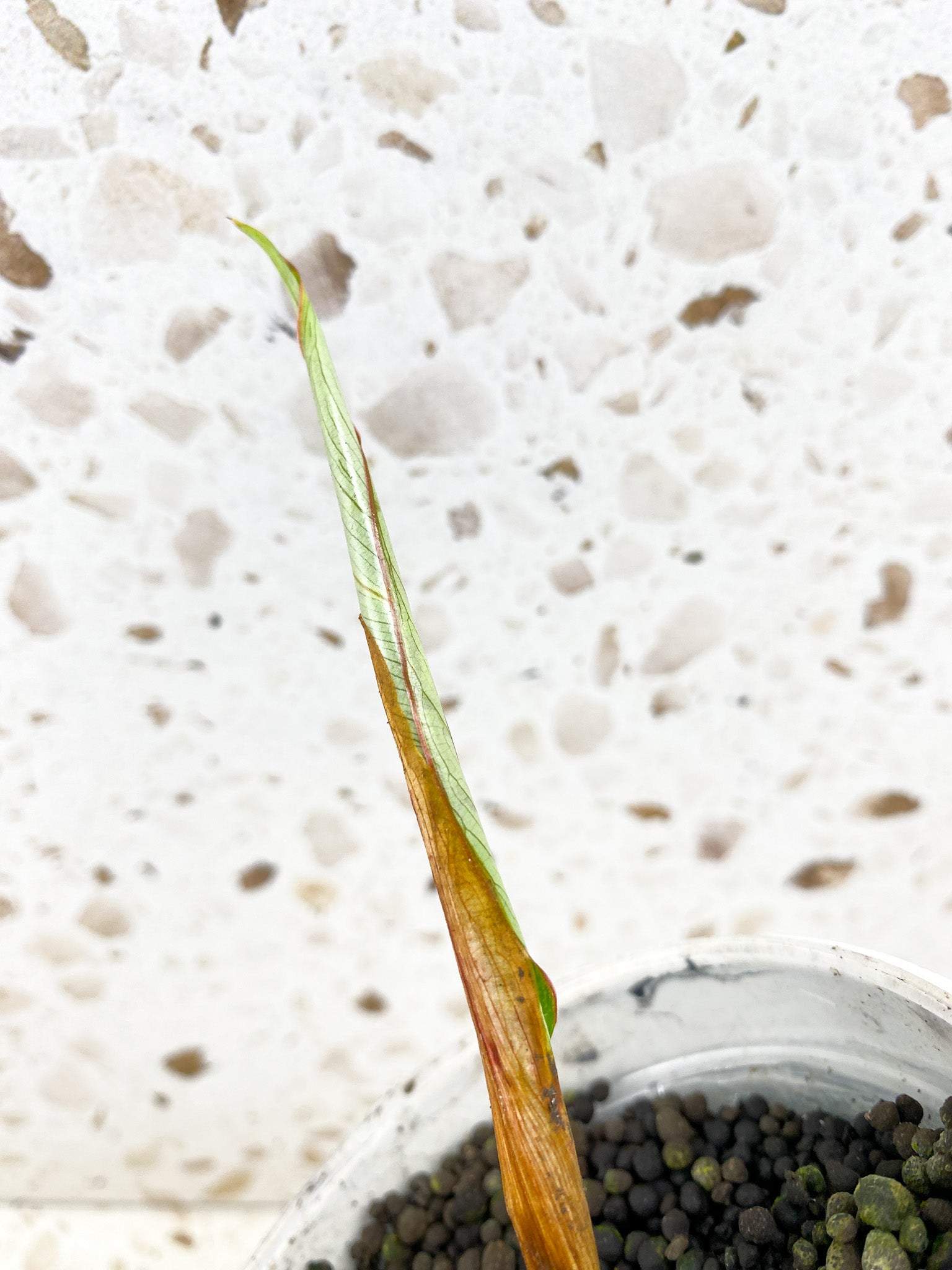 Philodendron Gloriosum Snow Leopard Variegated 1 sprout about to unfurl