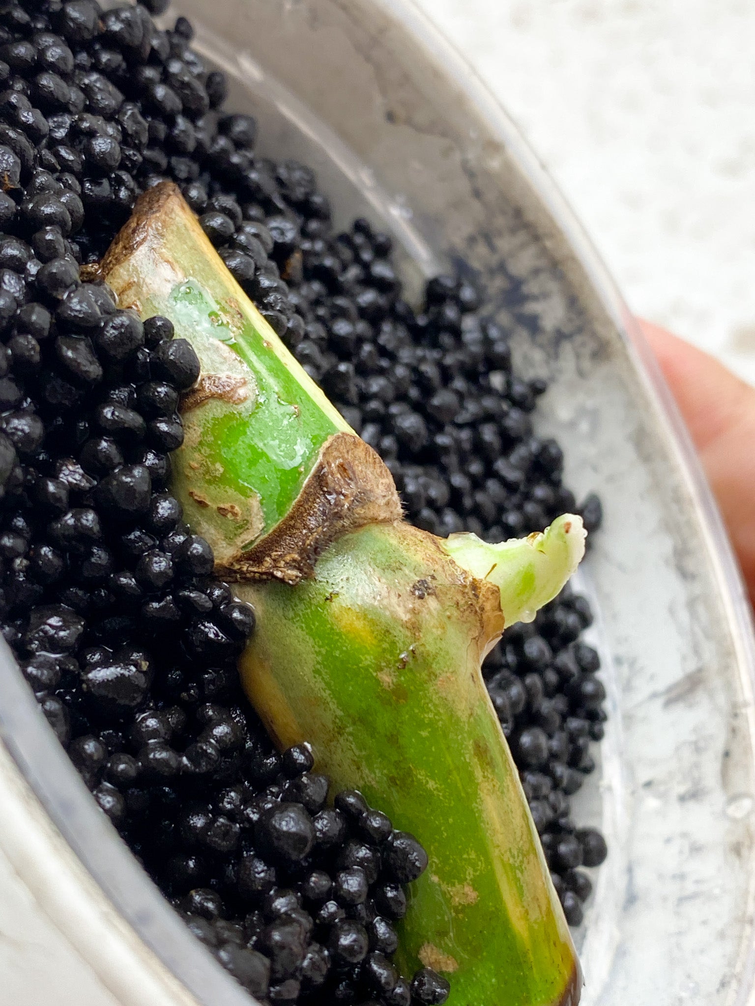 Monstera albo Japanese White Tiger node 1 sprout