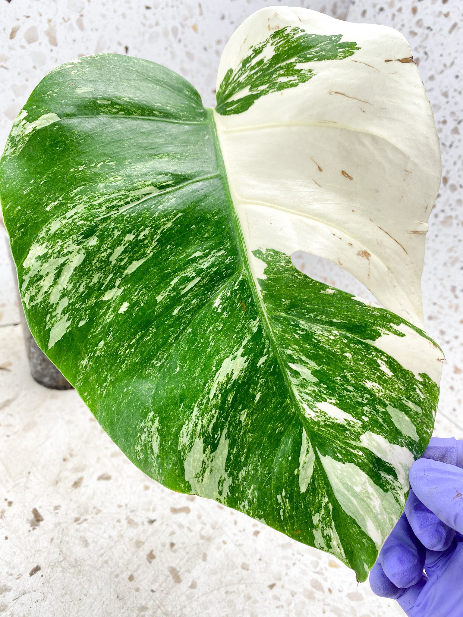 Monstera albo Japanese White Tiger 1 leaf