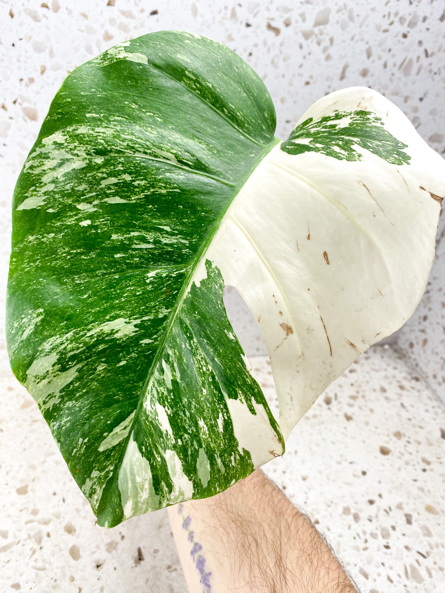 Monstera albo Japanese White Tiger 1 leaf