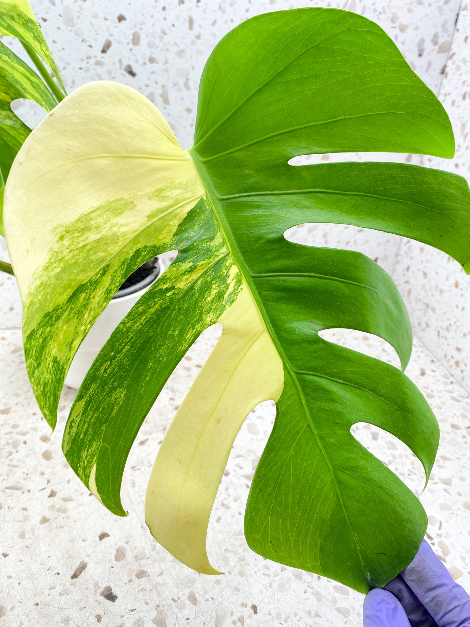 Monstera Aurea Tricolor 3 big leaves top cutting