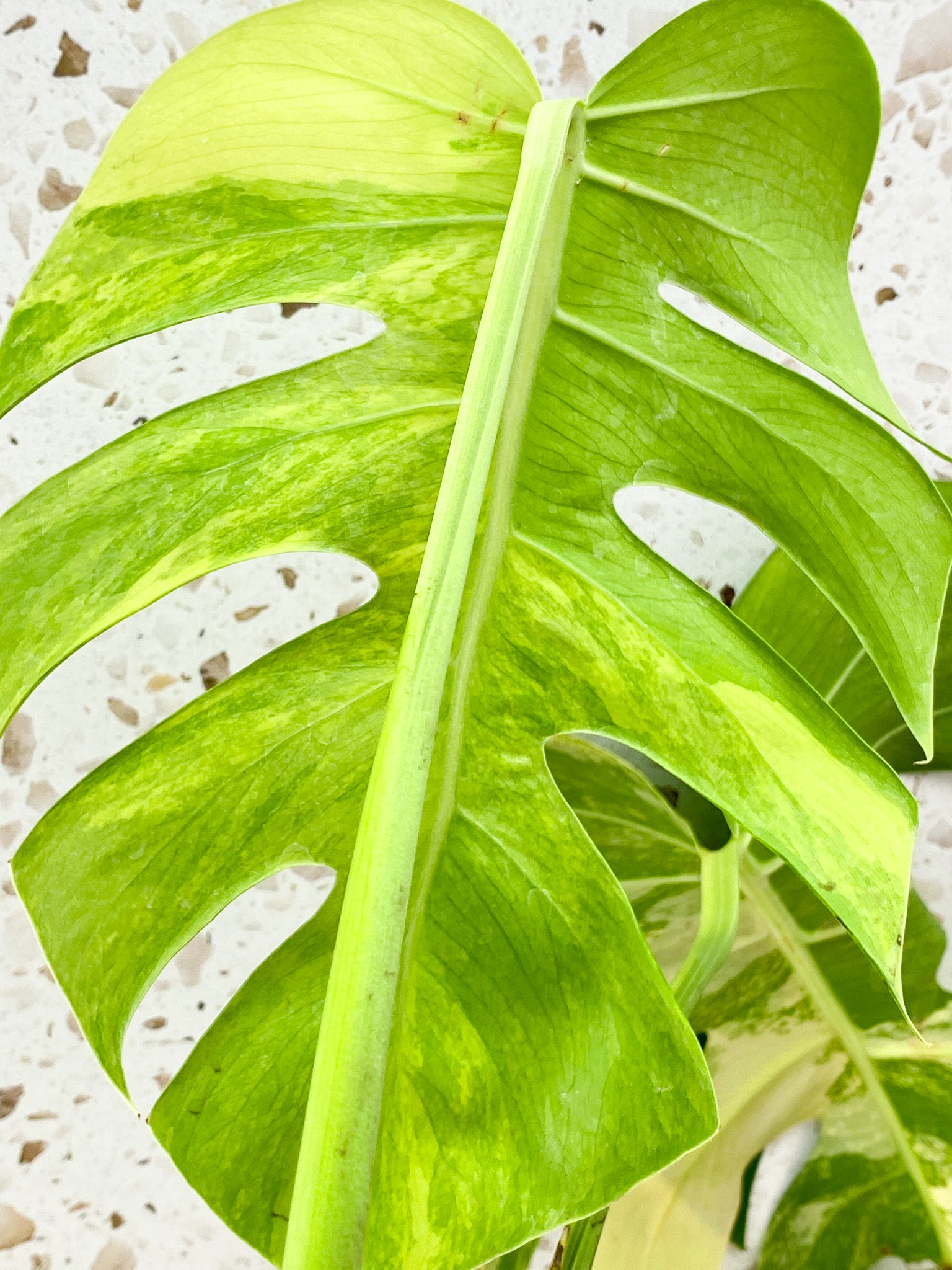 Monstera Aurea Tricolor 3 big leaves top cutting