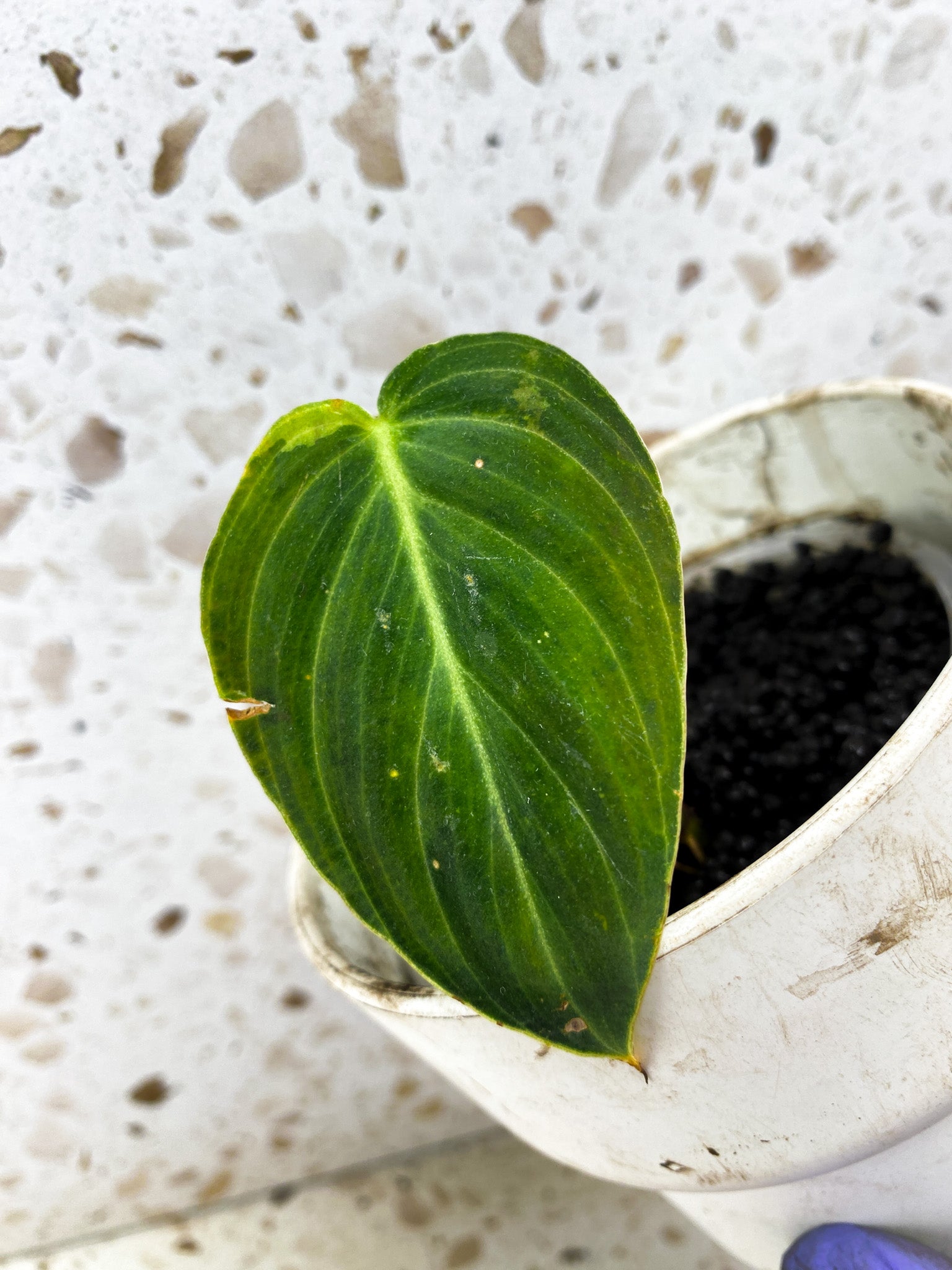 Philodendron Melanochrysum Variegated 1 leaf