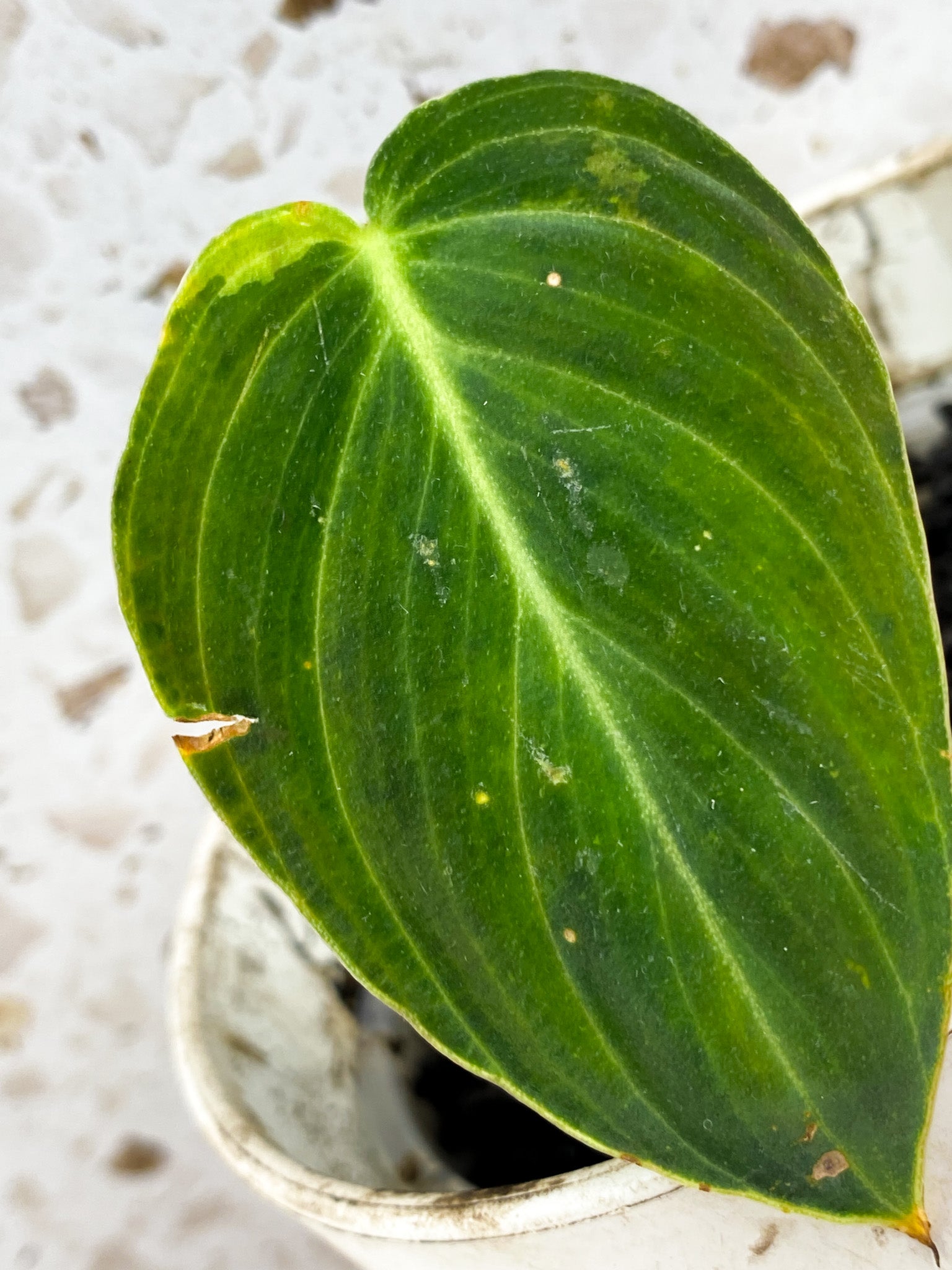 Philodendron Melanochrysum Variegated 1 leaf