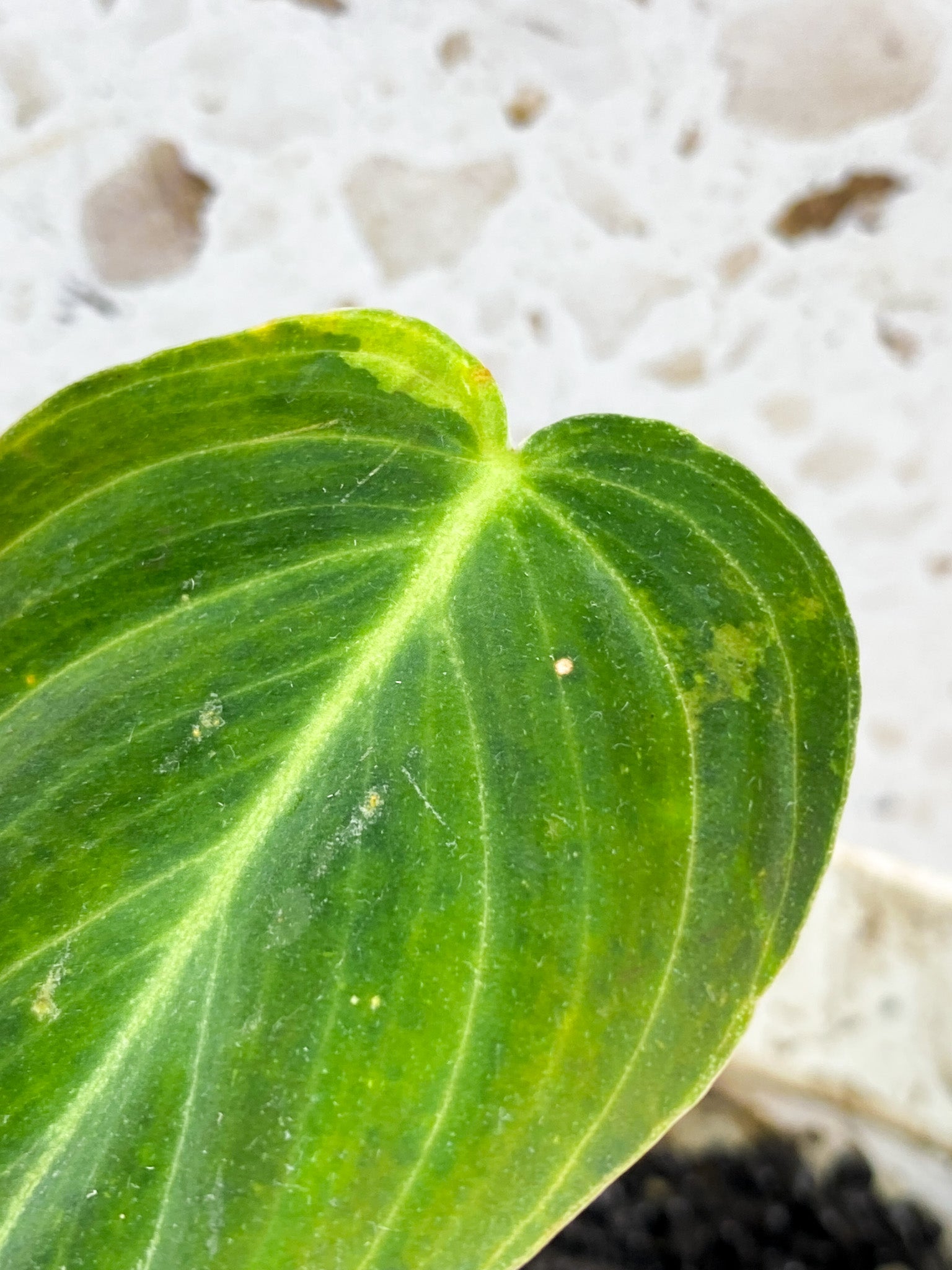 Philodendron Melanochrysum Variegated 1 leaf