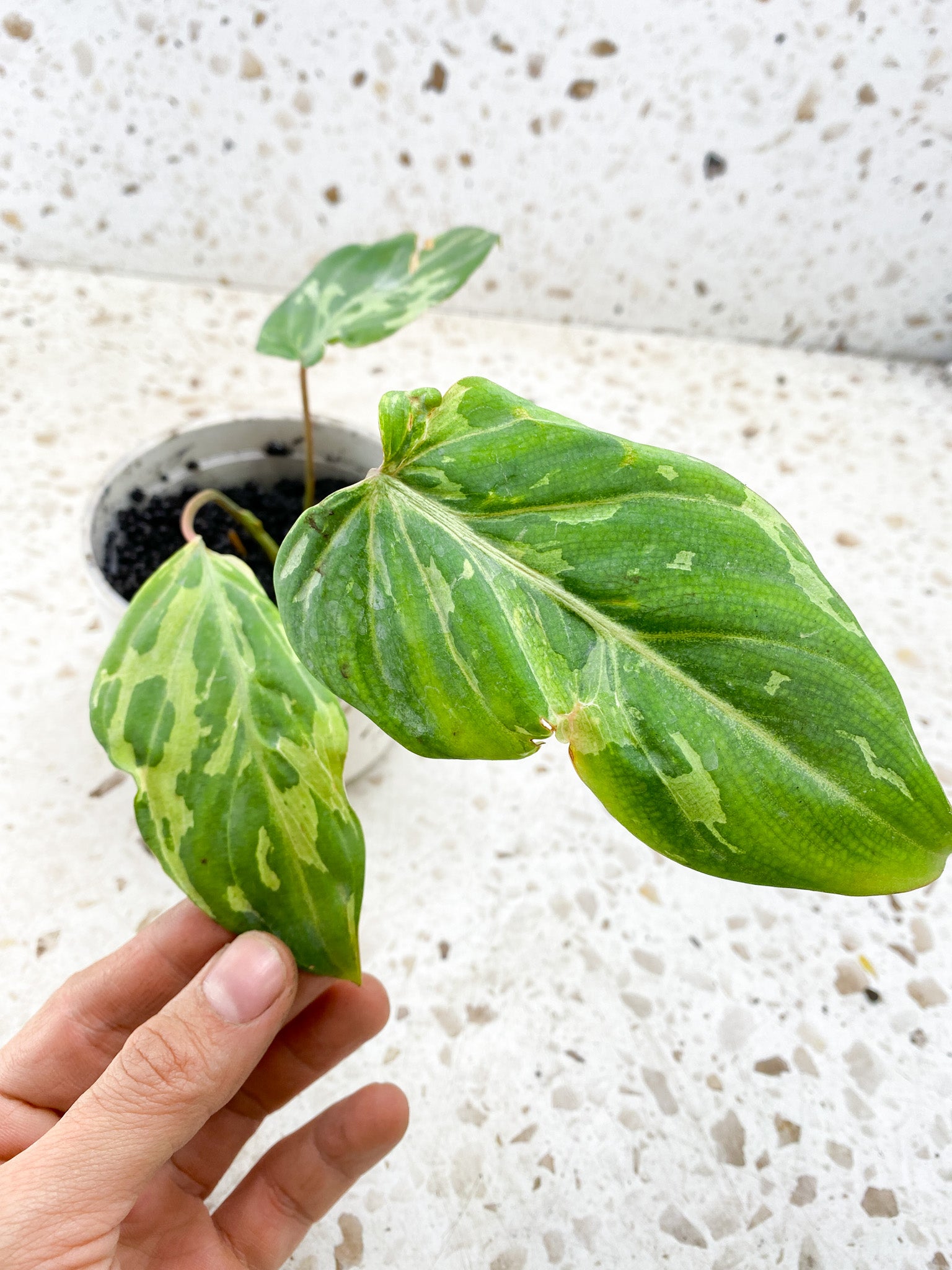 Philodendron Gloriosum Snow Leopard 3 leaves 2 sprouts