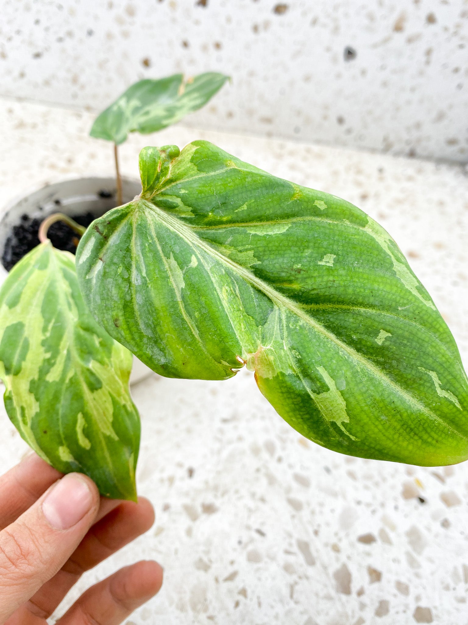 Philodendron Gloriosum Snow Leopard 3 leaves 2 sprouts