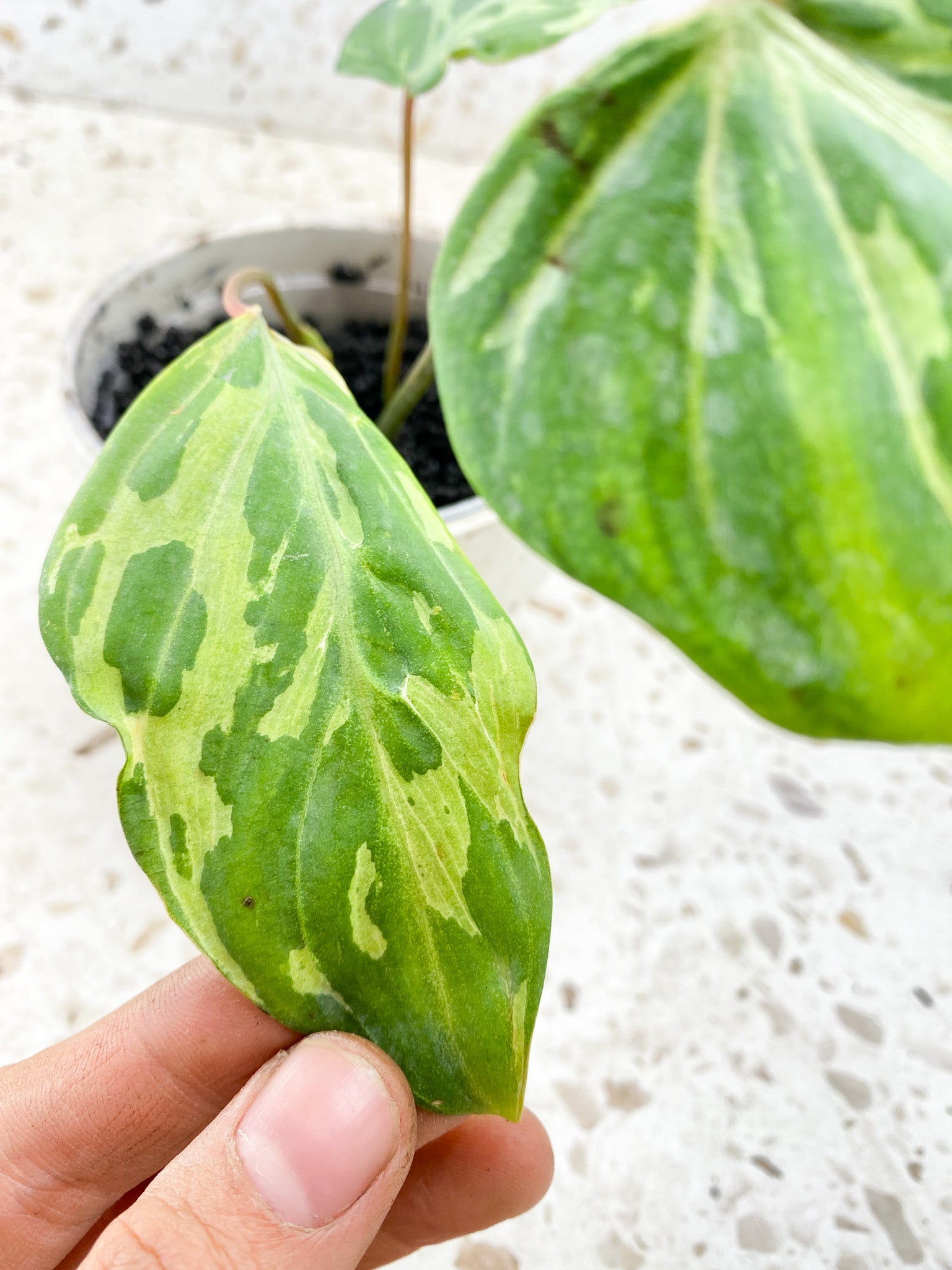 Philodendron Gloriosum Snow Leopard 3 leaves 2 sprouts